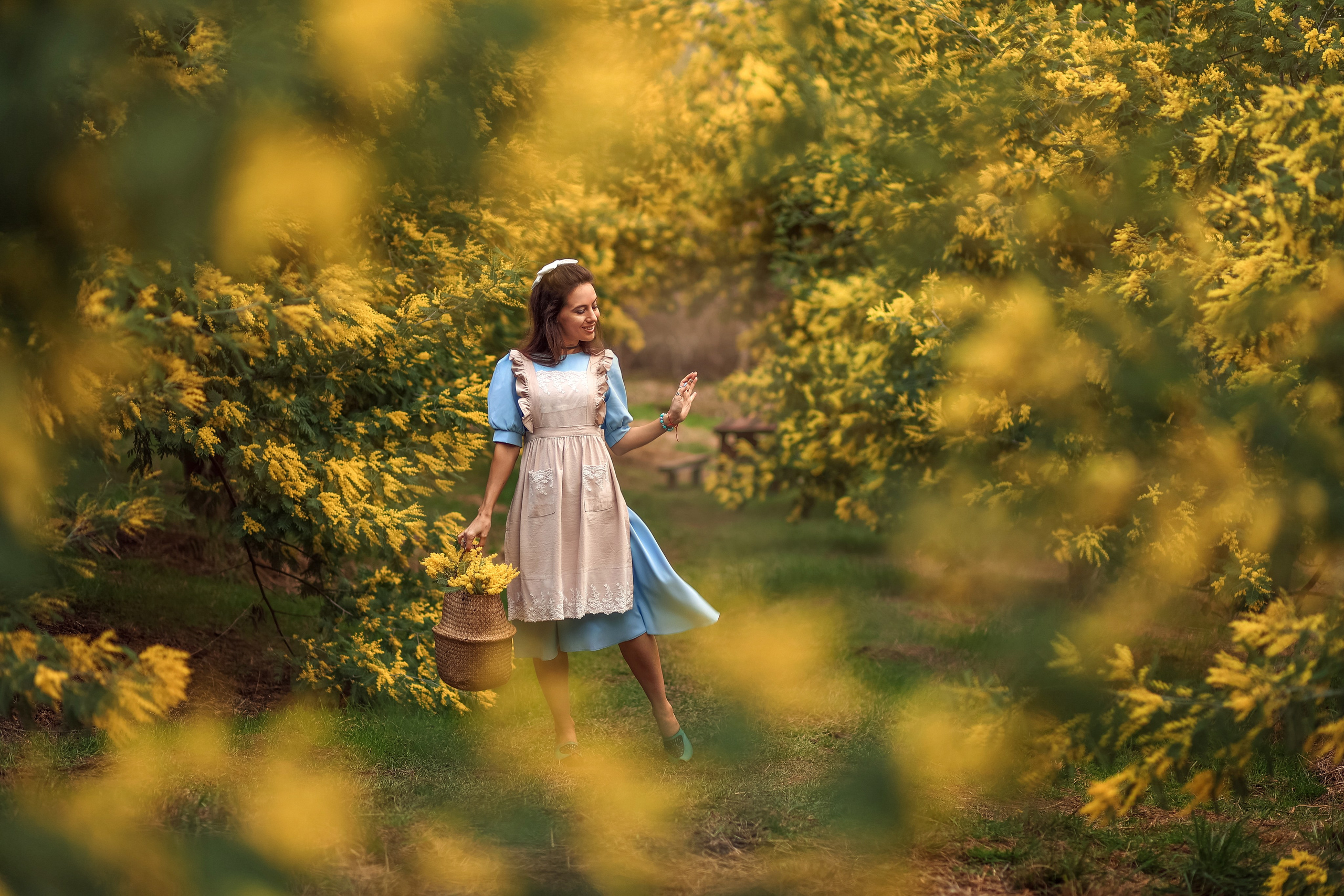 Мимоза. Фотограф в городе Сочи