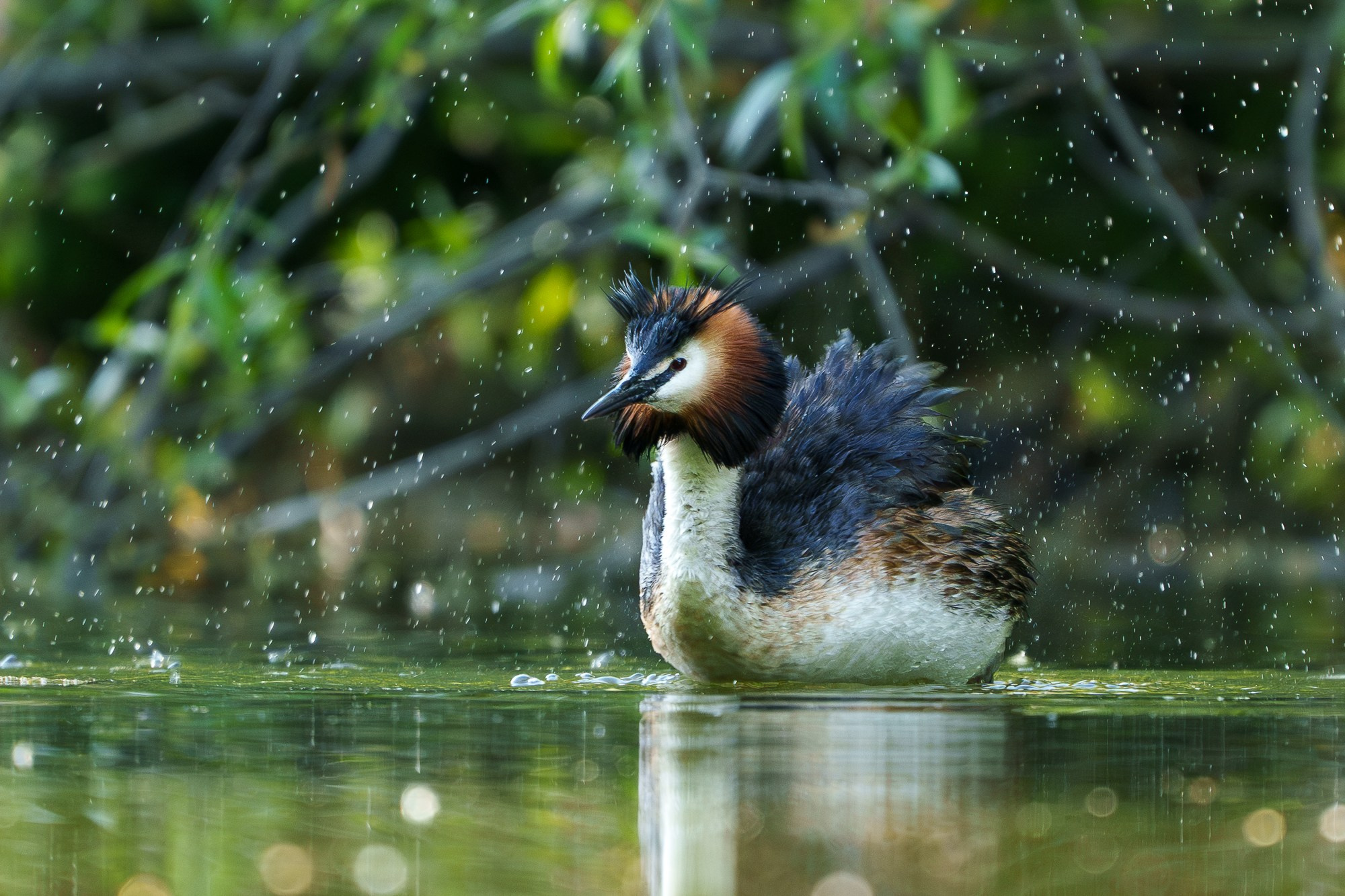Удивительные мир птиц. Вокруг нас столько прекрасного — присмотритесь!. Ваш личный фотограф Марина Волкова