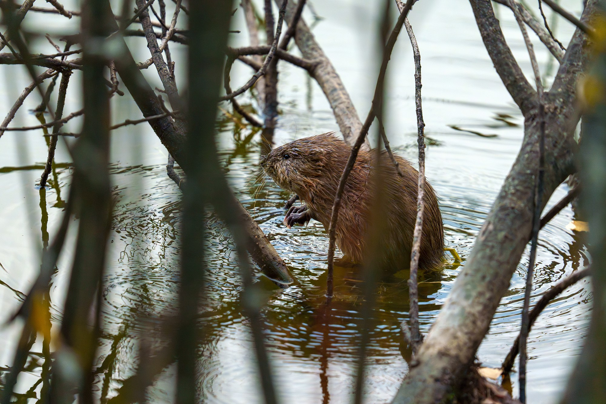 Животные. Ваш личный фотограф Марина Волкова