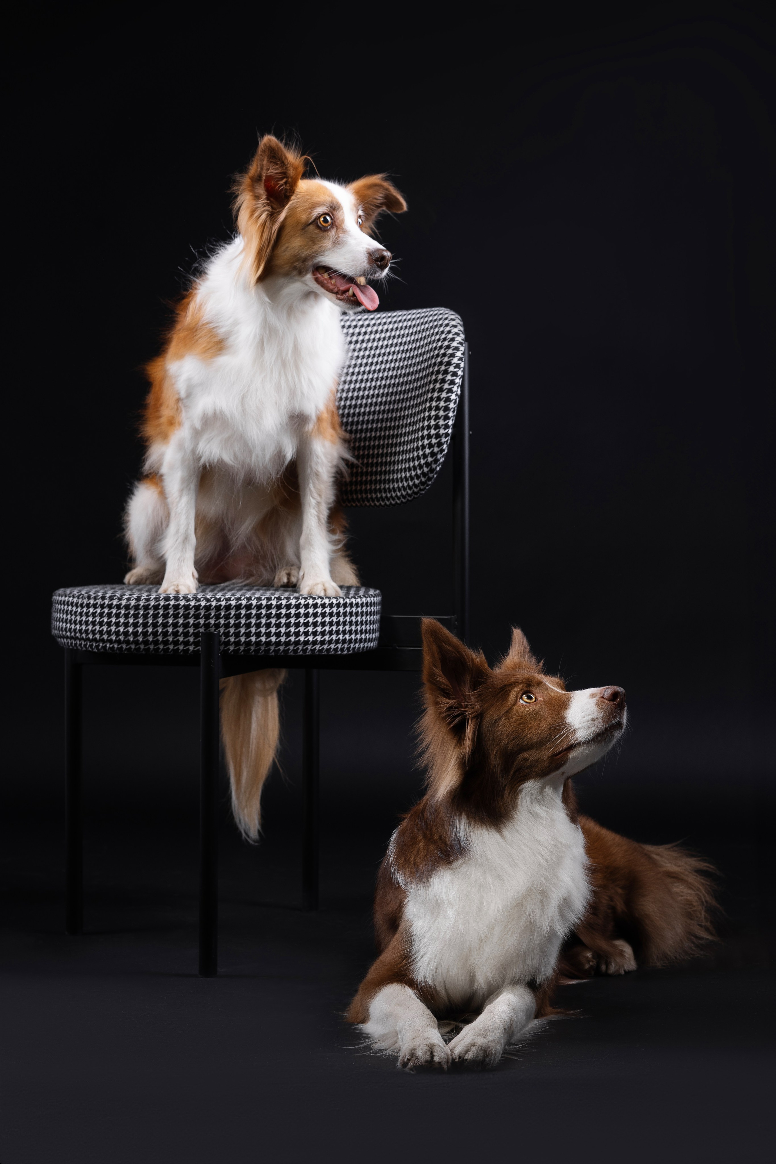Беатрисс и бордер Вивьен в студии. Фотограф анималист в Москве Майорова Евгения