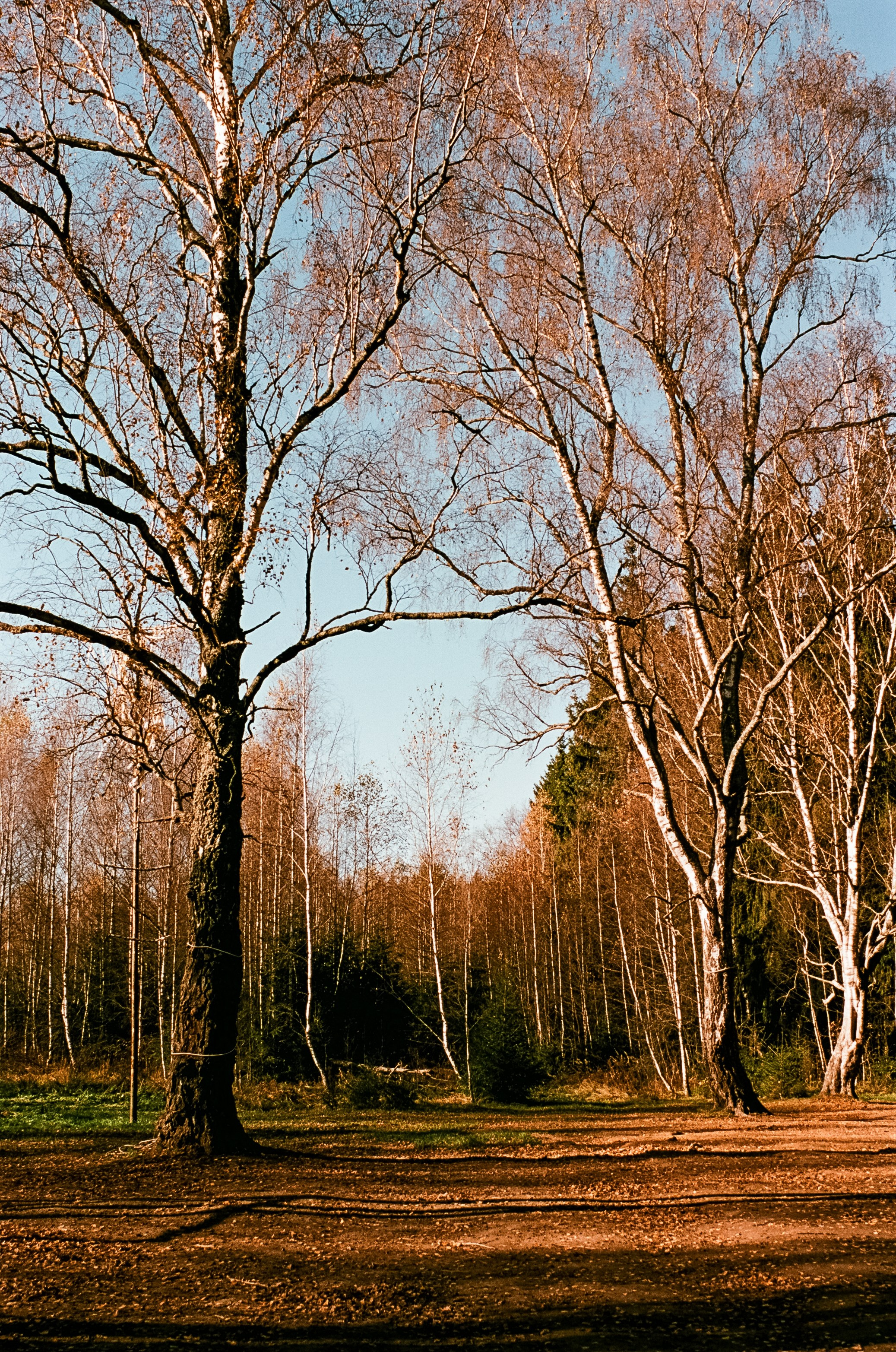 Nikon F100 — Mamiya (645) Sekor C 45 mm f2.8 и Macro 80 mm f/4