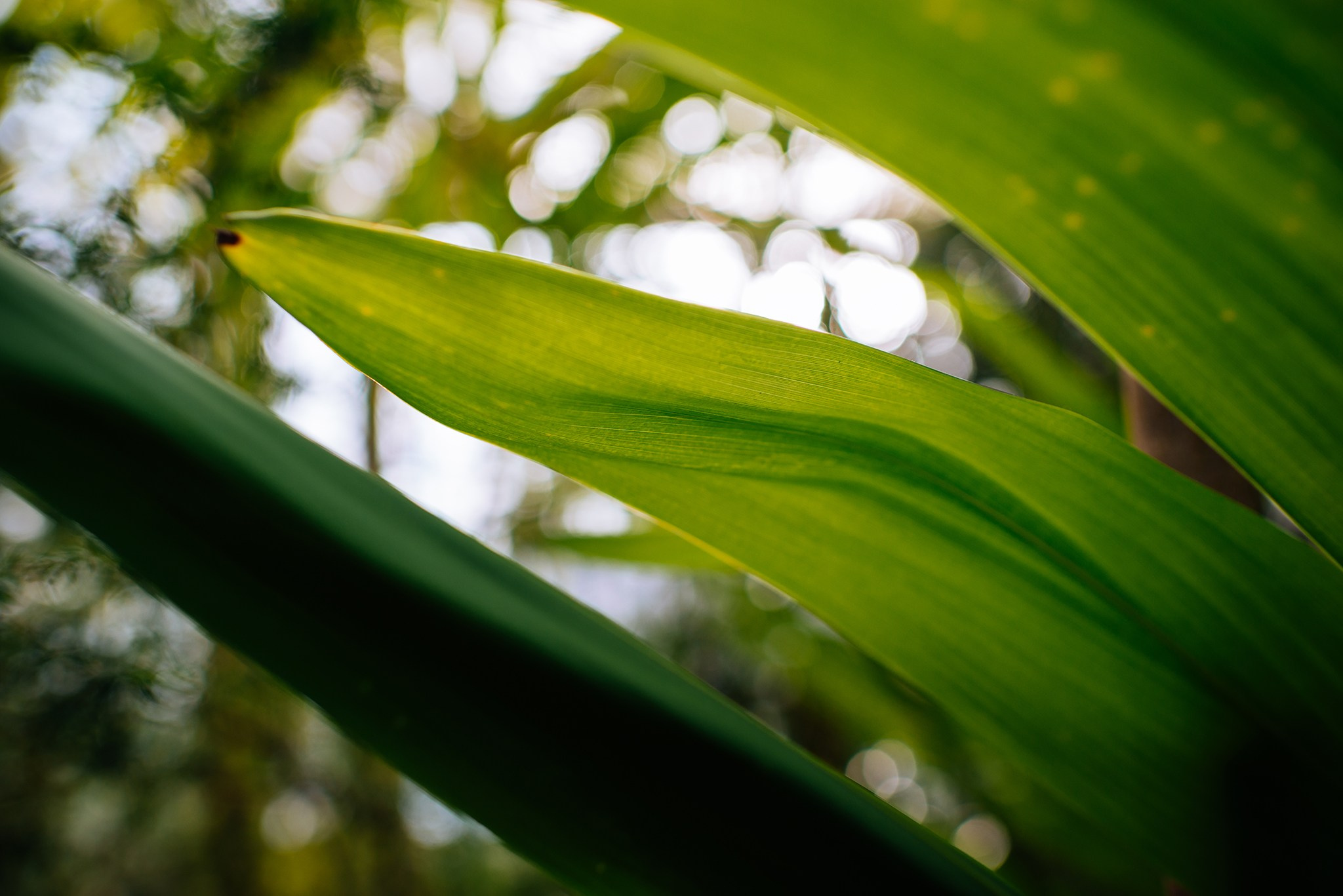 Ботанический сад. Субтропический маршрут. Март 26. Репортажный фотограф в Санкт-Петербурге Анастасия Клёпова