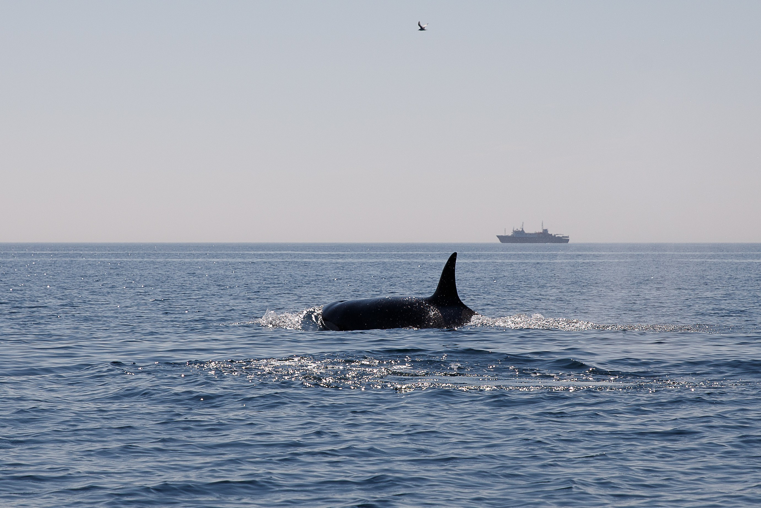 Сахалин. Маяк Анива. Репортажный и портретный фотограф Русакова Жанна