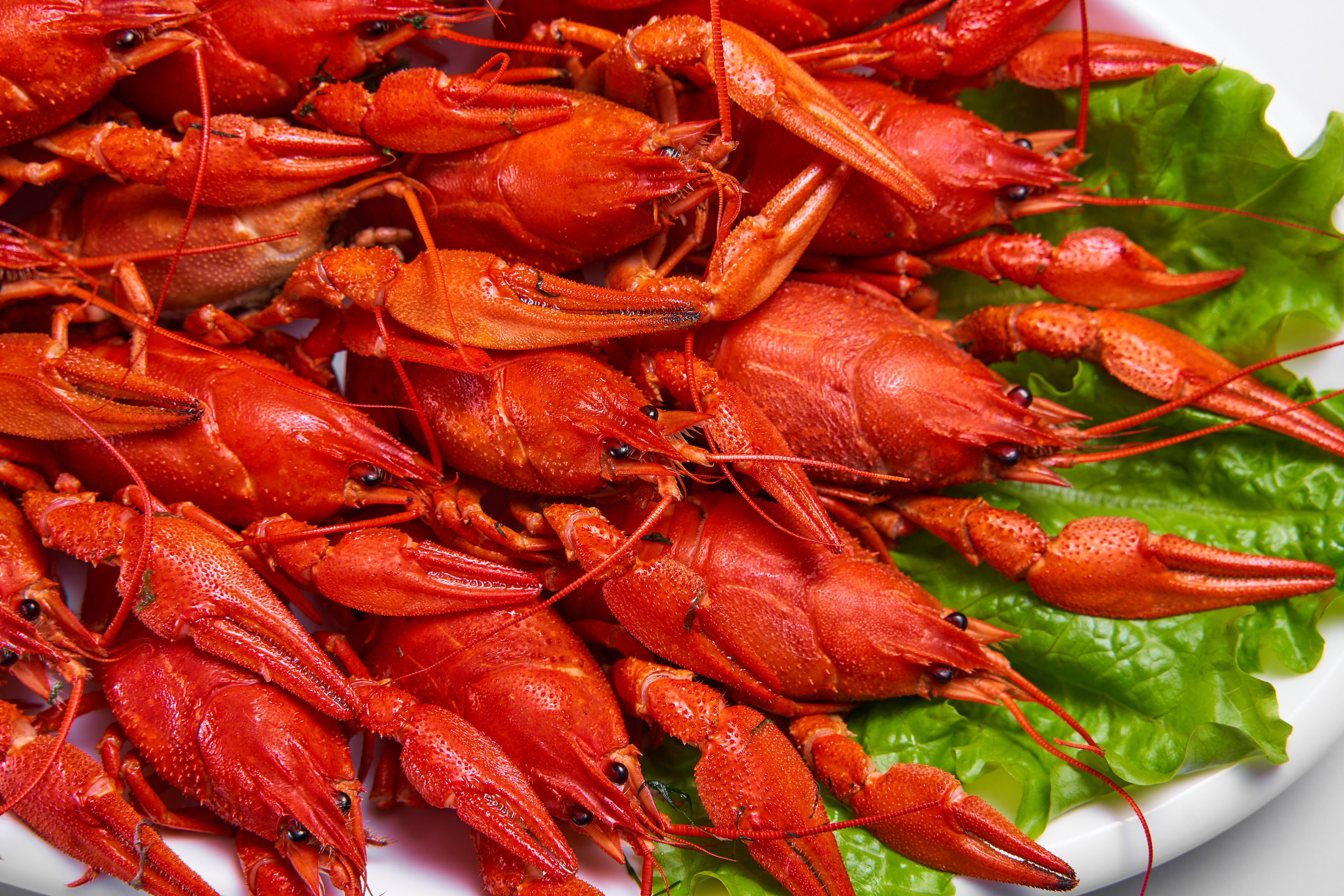 WOLT — KLEVER. Фотограф в Уральске Александр Хохлачёв | HOHLACHEV.COM