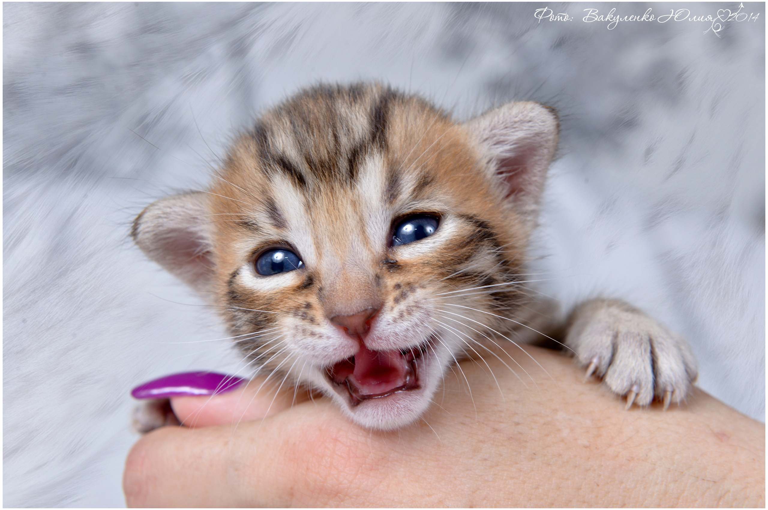 Котята. Фотограф анималист | семейный Юлия Вакуленко, г. Краснодар