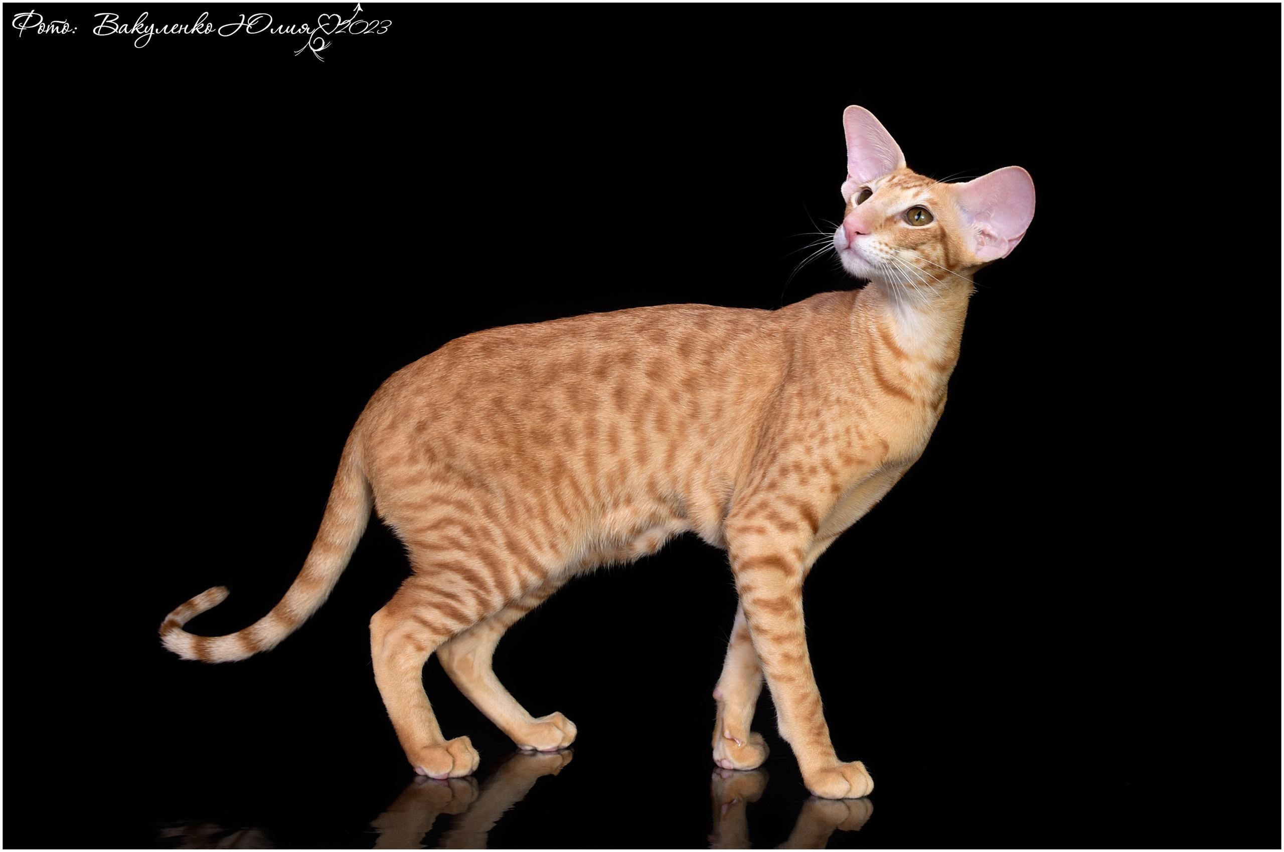 Взрослые. Фотограф анималист | семейный Юлия Вакуленко, г. Краснодар