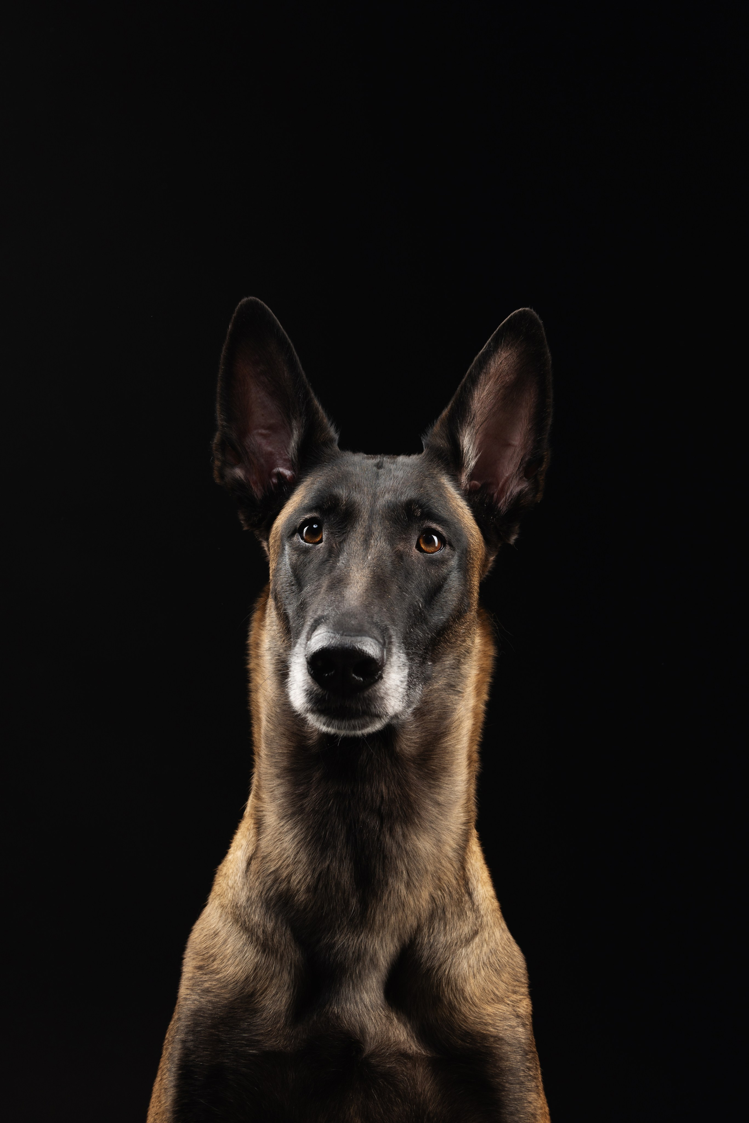 Жара и Делфи. Фотограф анималист Осипчикова Мария