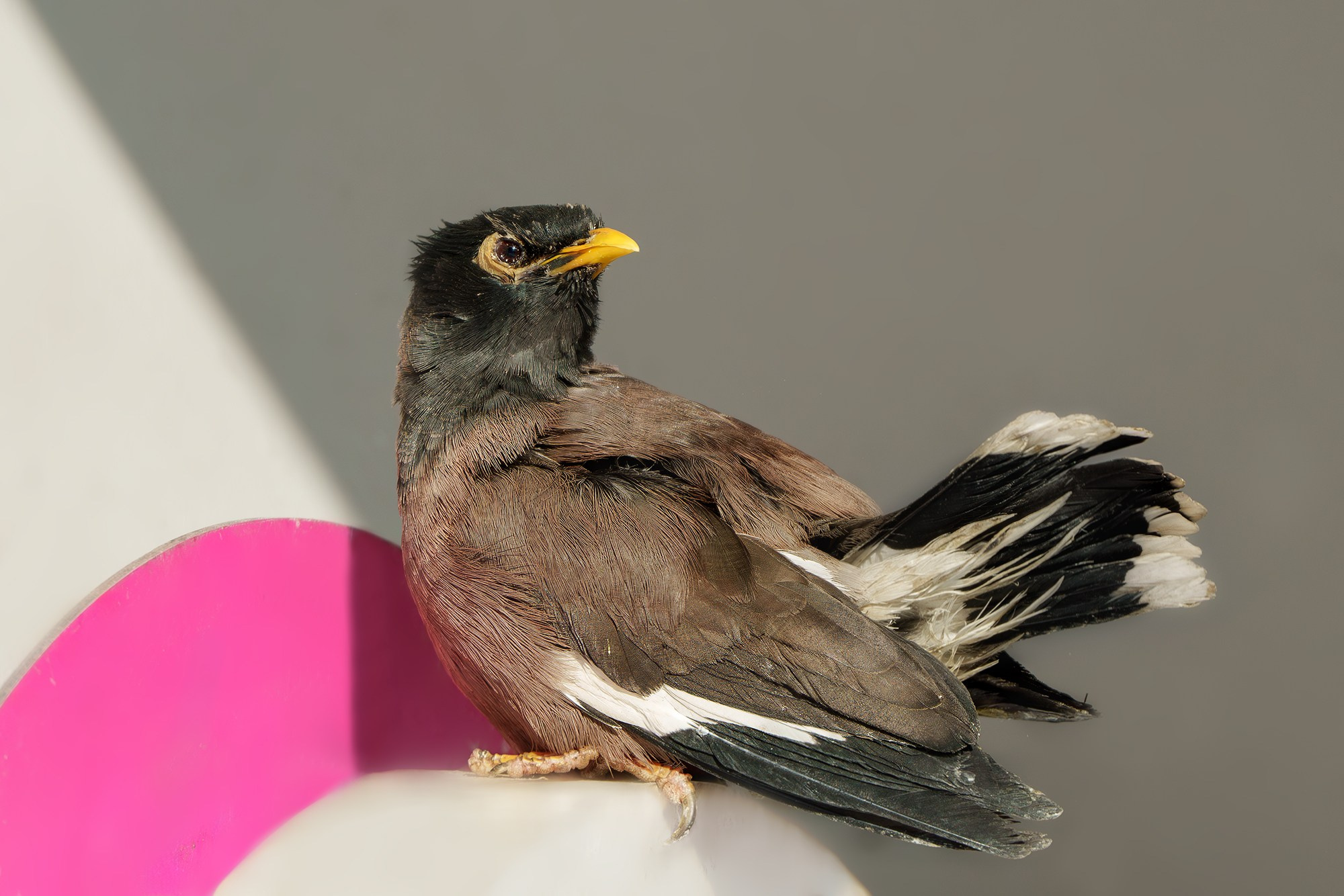 Удивительные мир птиц. Вокруг нас столько прекрасного — присмотритесь!. Ваш личный фотограф Марина Волкова