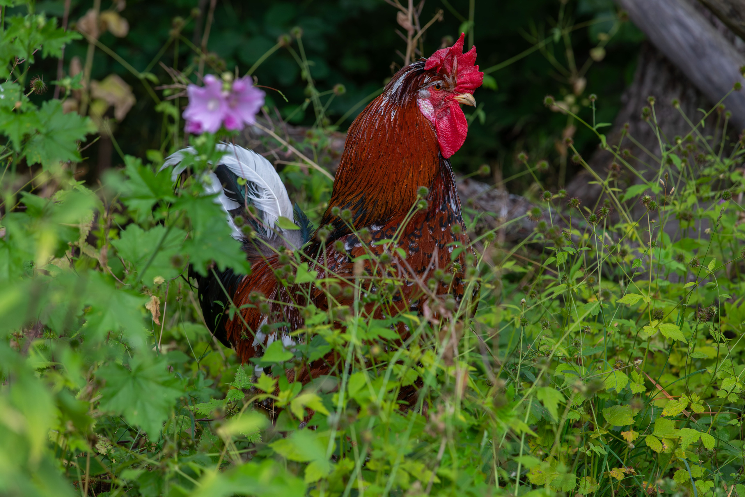 Sweden, Skansen. Воройская Анна