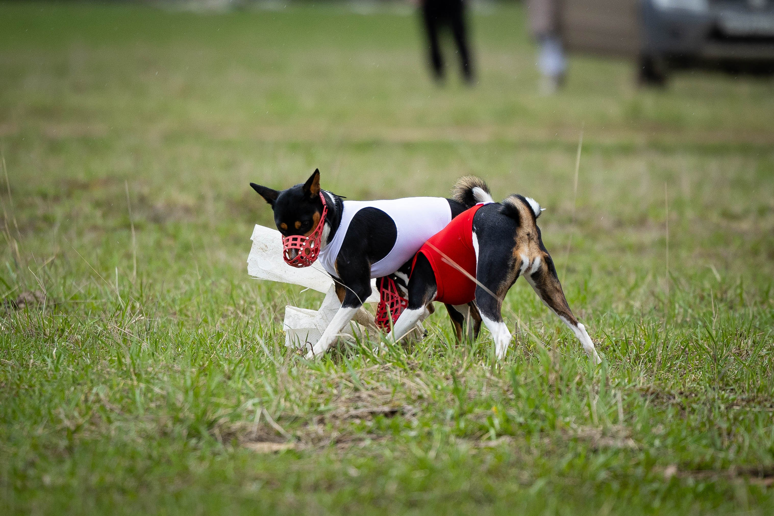 Курсинг. Фотограф Анималист в Перми Анастасия Остерман
