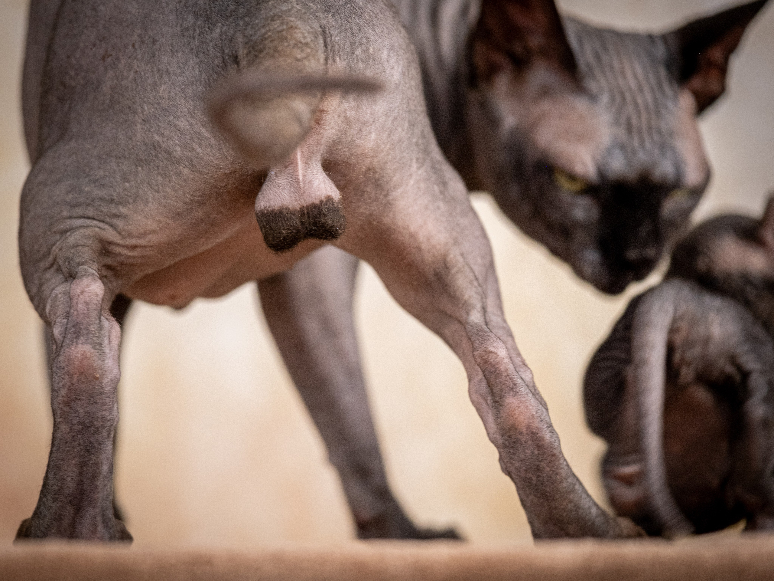 Сфинксы и эльфы для Никиты!. Зоофотограф, фотограф животных в Москве и области Дина Дамоцева