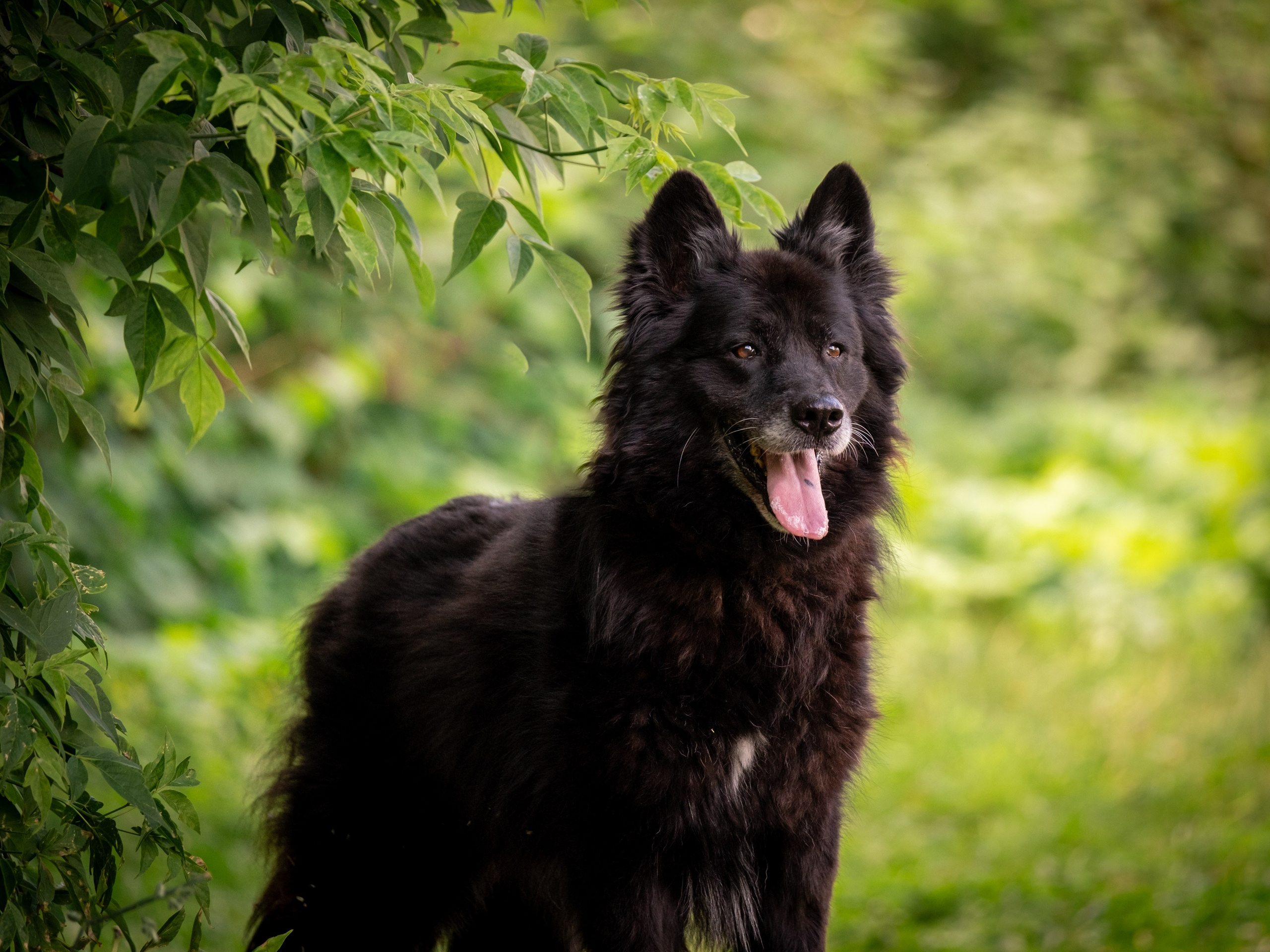 Приют Бирюлёво — для Надежды!. Зоофотограф, фотограф животных в Москве и области Дина Дамоцева
