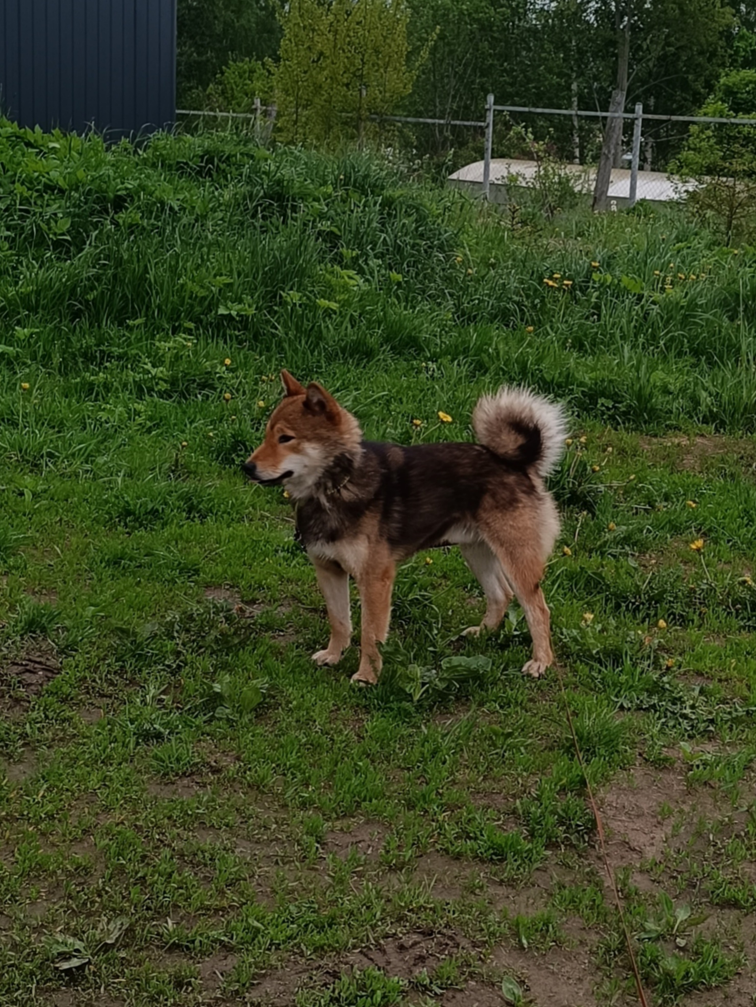 Шаман (красный сезам) *. Американская акита I Сиба ину I Питомник RUBYLIGHT