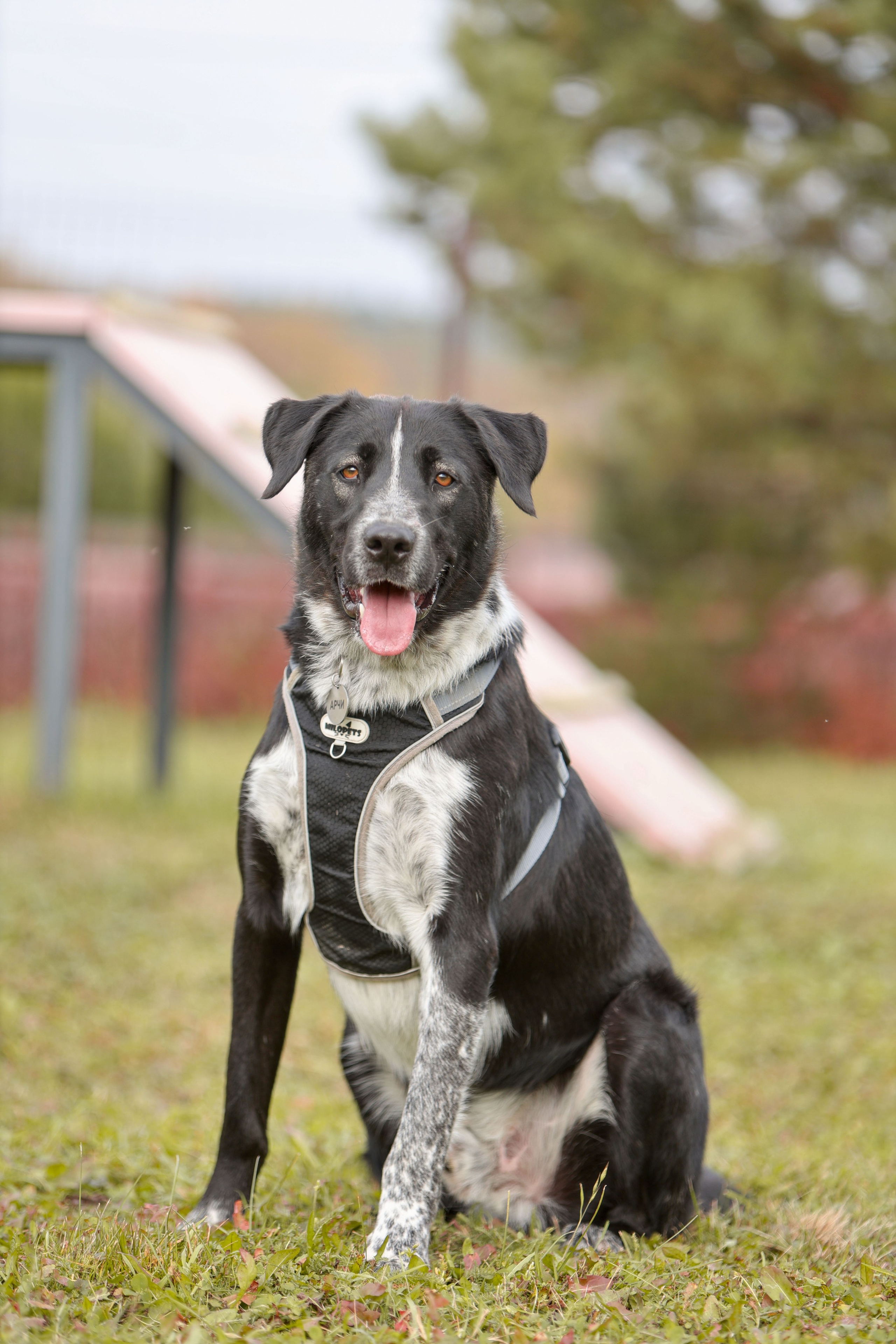 Собаки. Фотограф Максим Татаринов