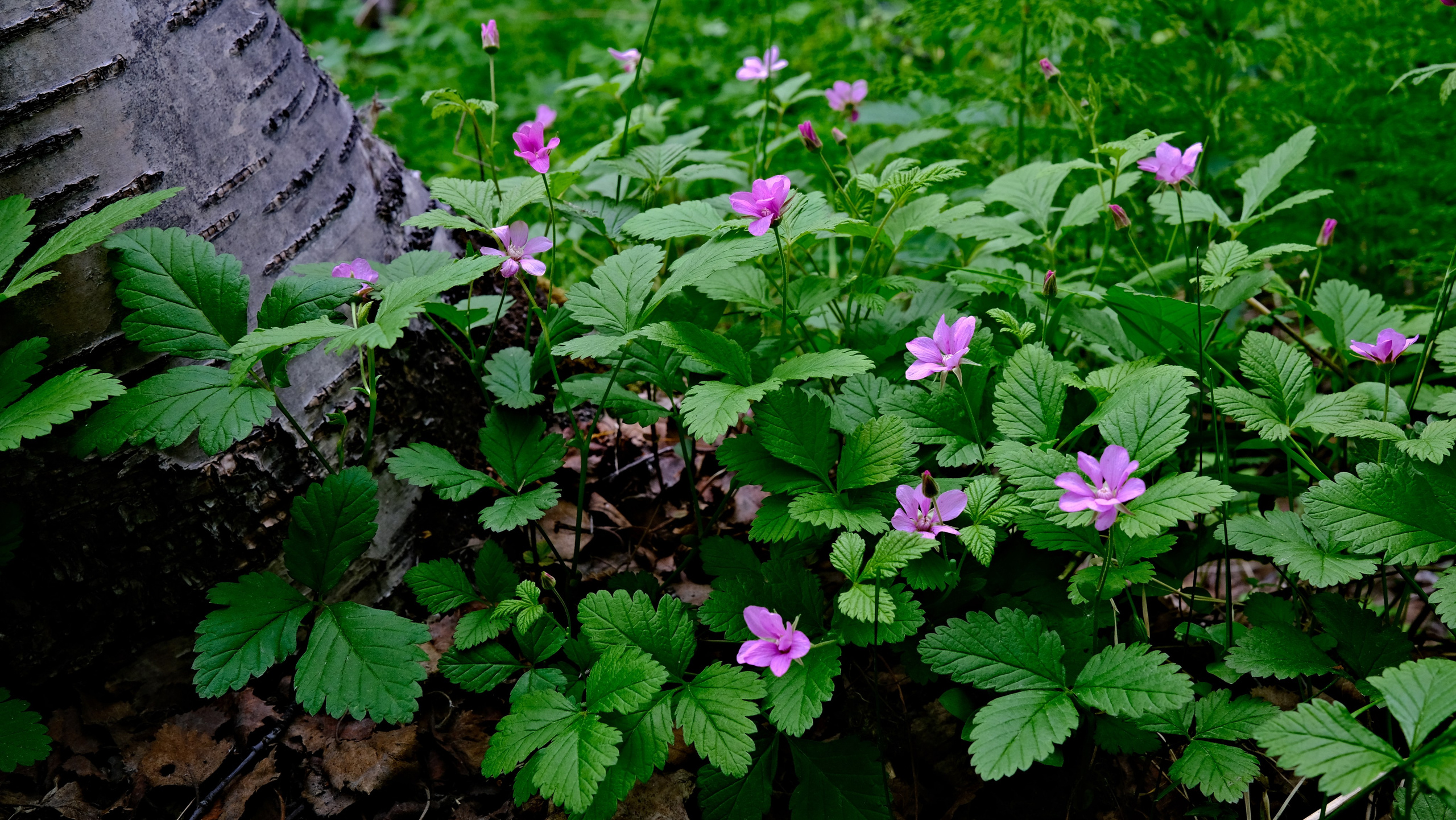 Мир растений. Пейзажи Крайнего Севера. Баренцево море, Рыбачий, Средний, Немецкий
