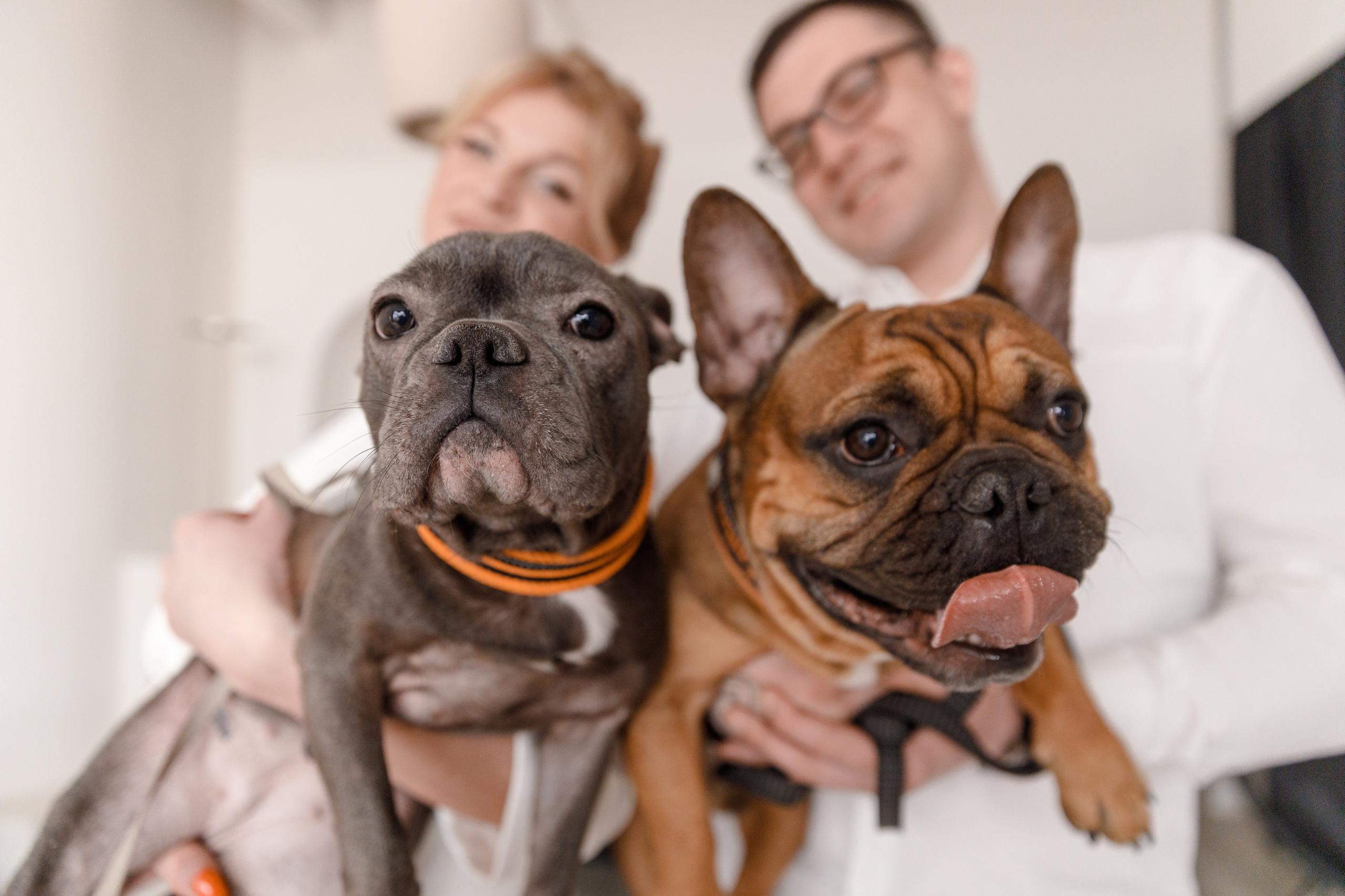 День свадьбы и 2 бульдожика. Авето фото. Выпускные альбомы Камчатка