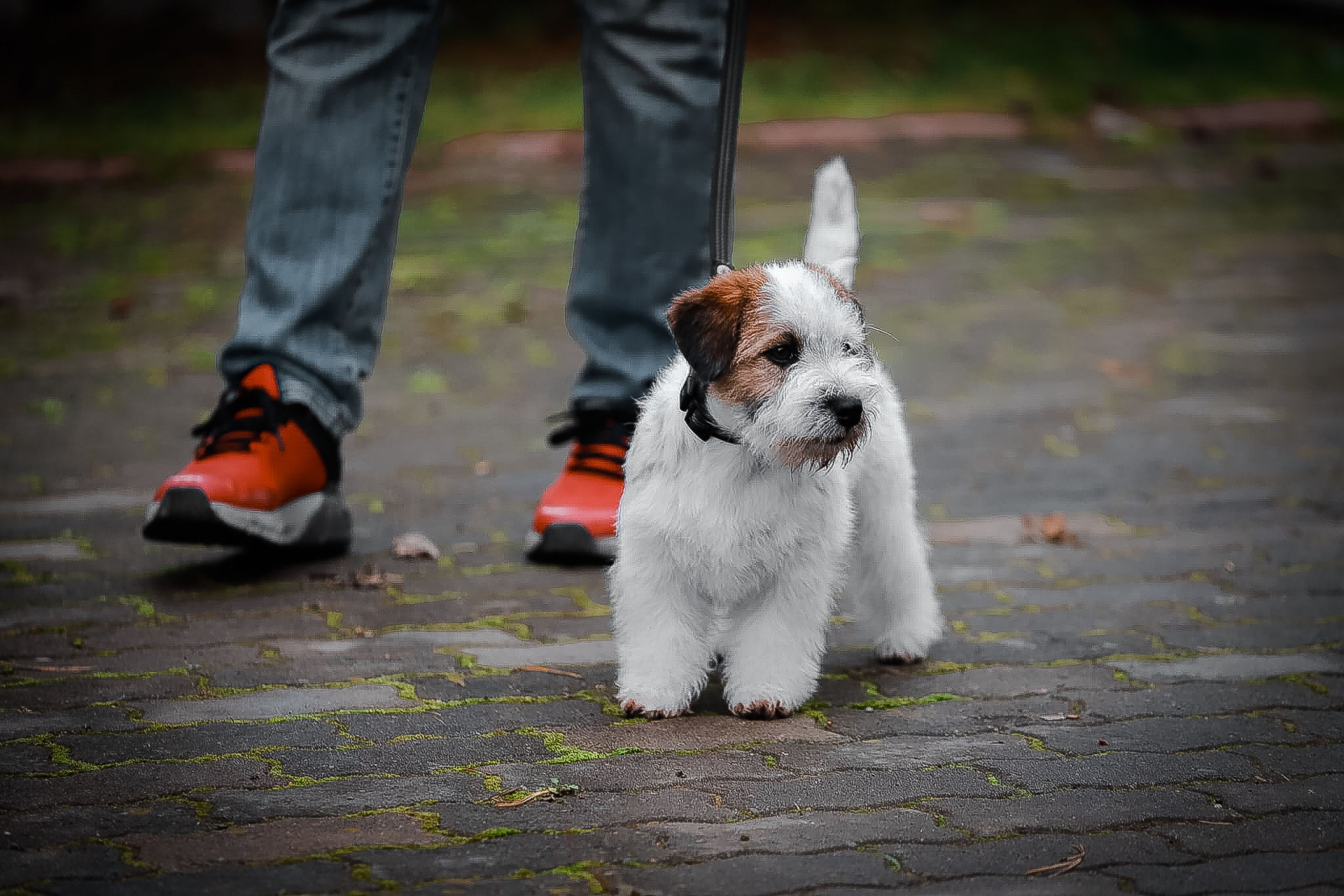 Триколорный кобель. Жесткошерстный. Джек рассел терьер продажа. КАНЕ МАЭСТРО — питомник Джек рассел терьеров