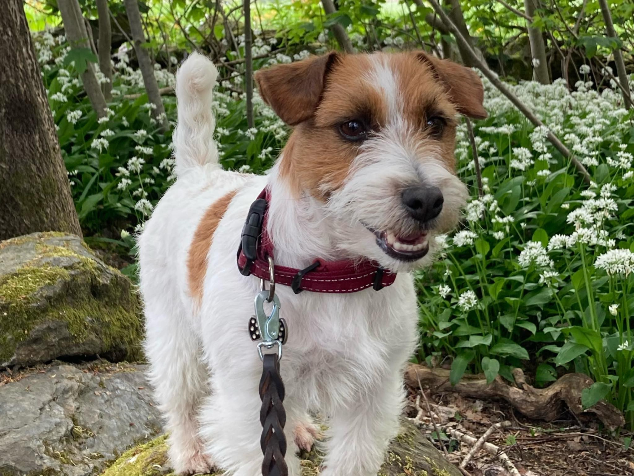 CM KIT_KAT. КАНЕ МАЭСТРО — питомник Джек рассел терьеров