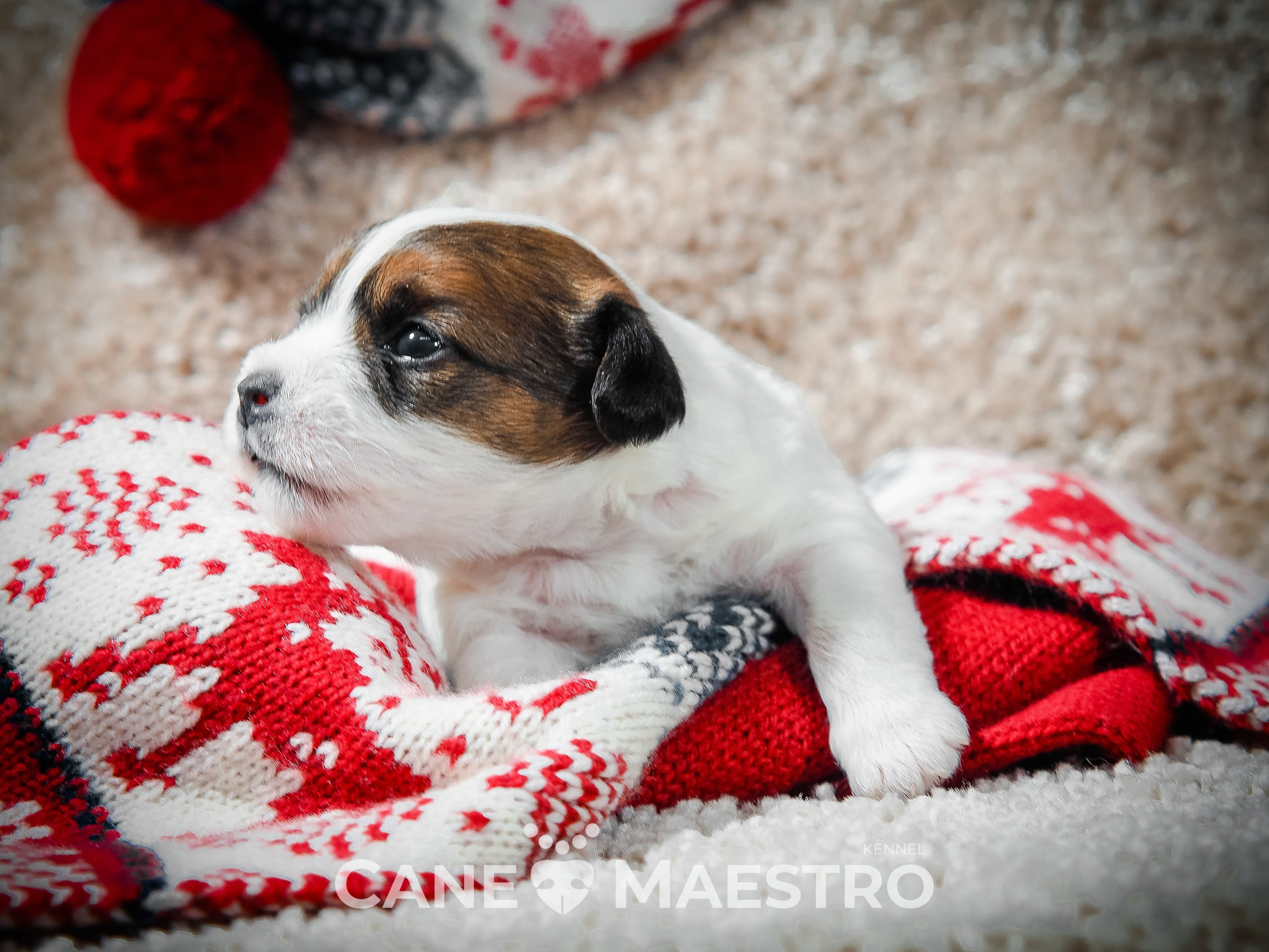 3КОБЛ_СНЕГОВИК. CANE MAESTRO — kennel Jack Russell Terrier