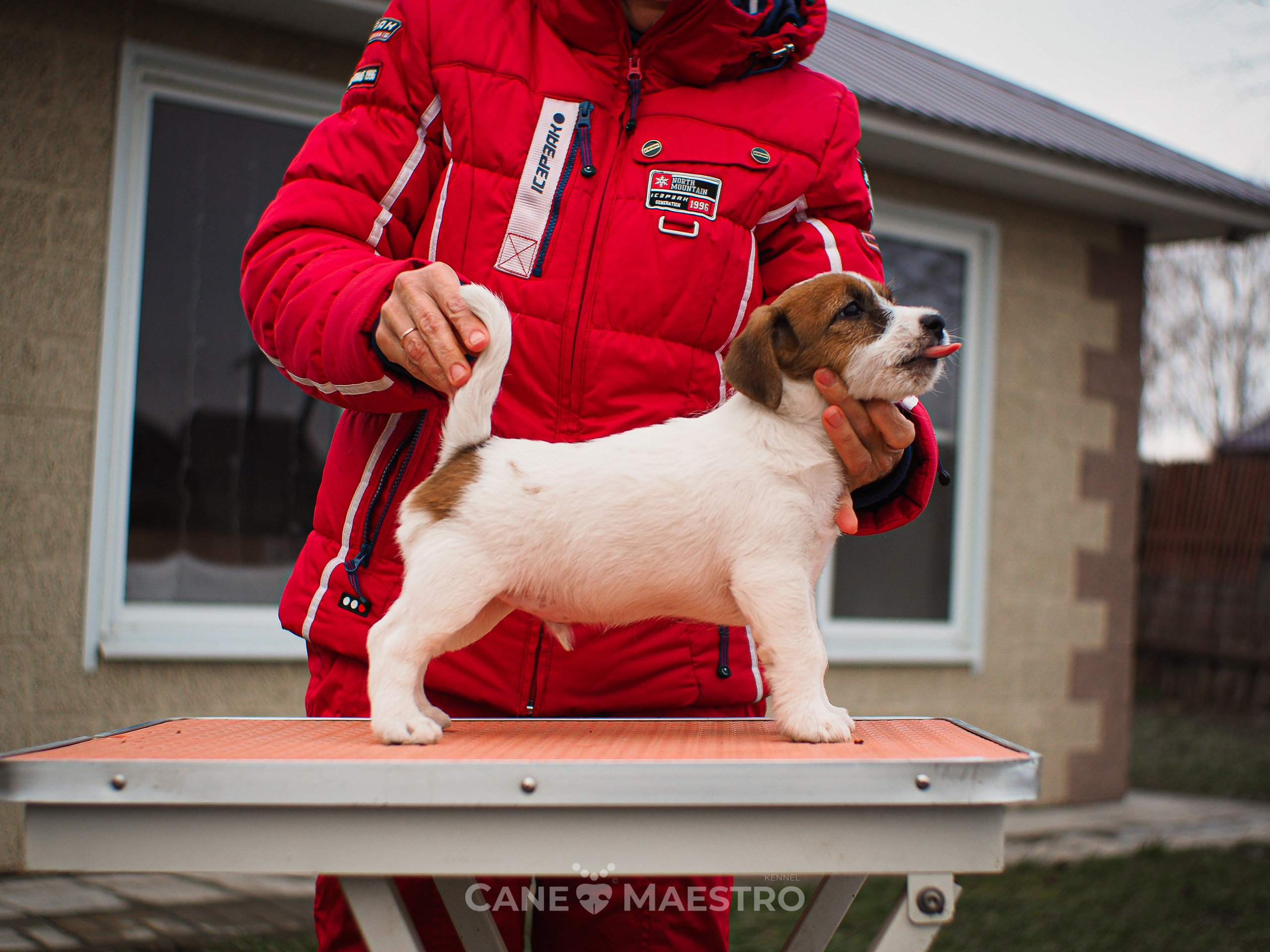 3КОБЛ_СНЕГОВИК. CANE MAESTRO — kennel Jack Russell Terrier