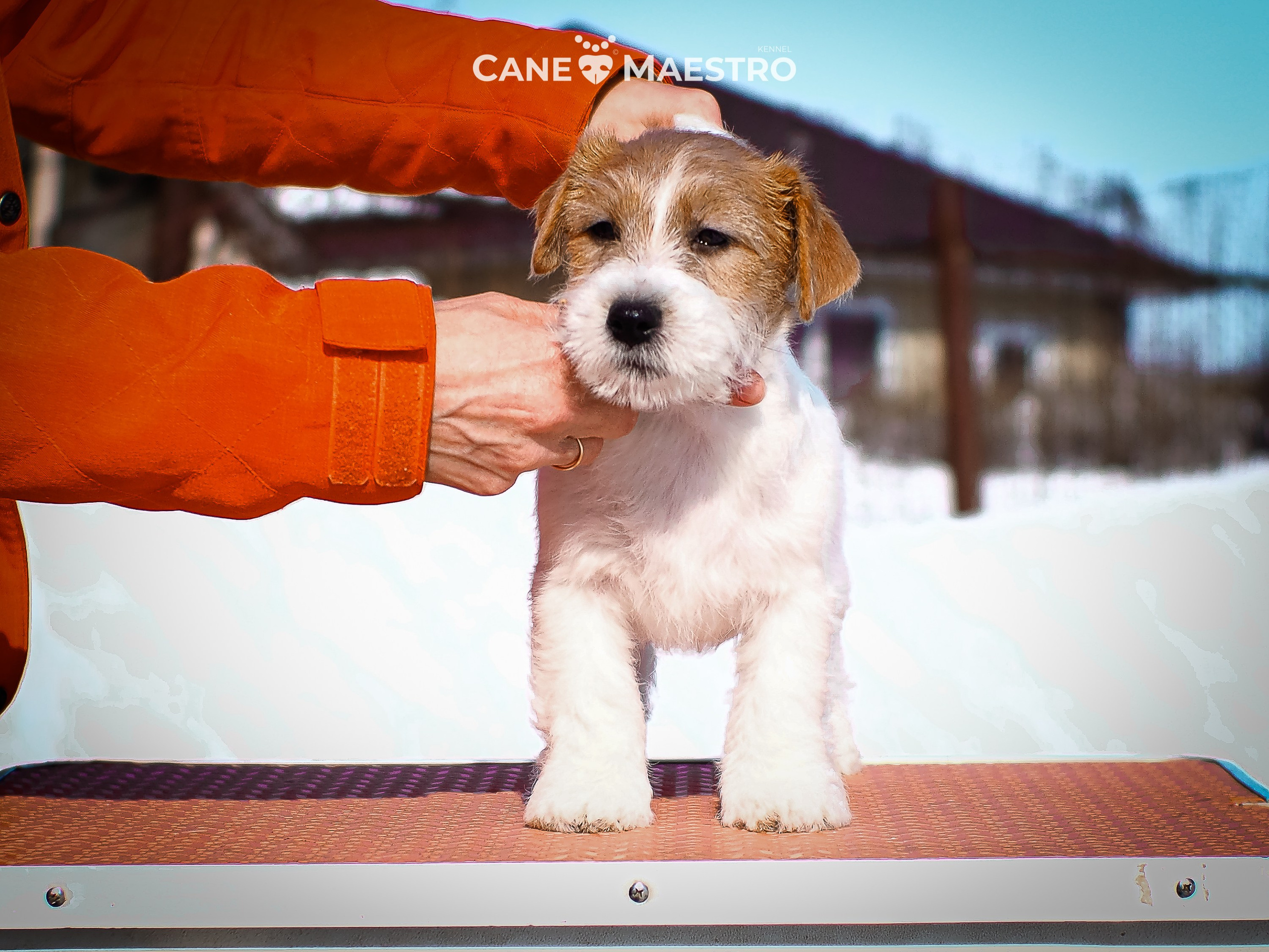 КОБ_2_Б_21_01_25. CANE MAESTRO — kennel Jack Russell Terrier