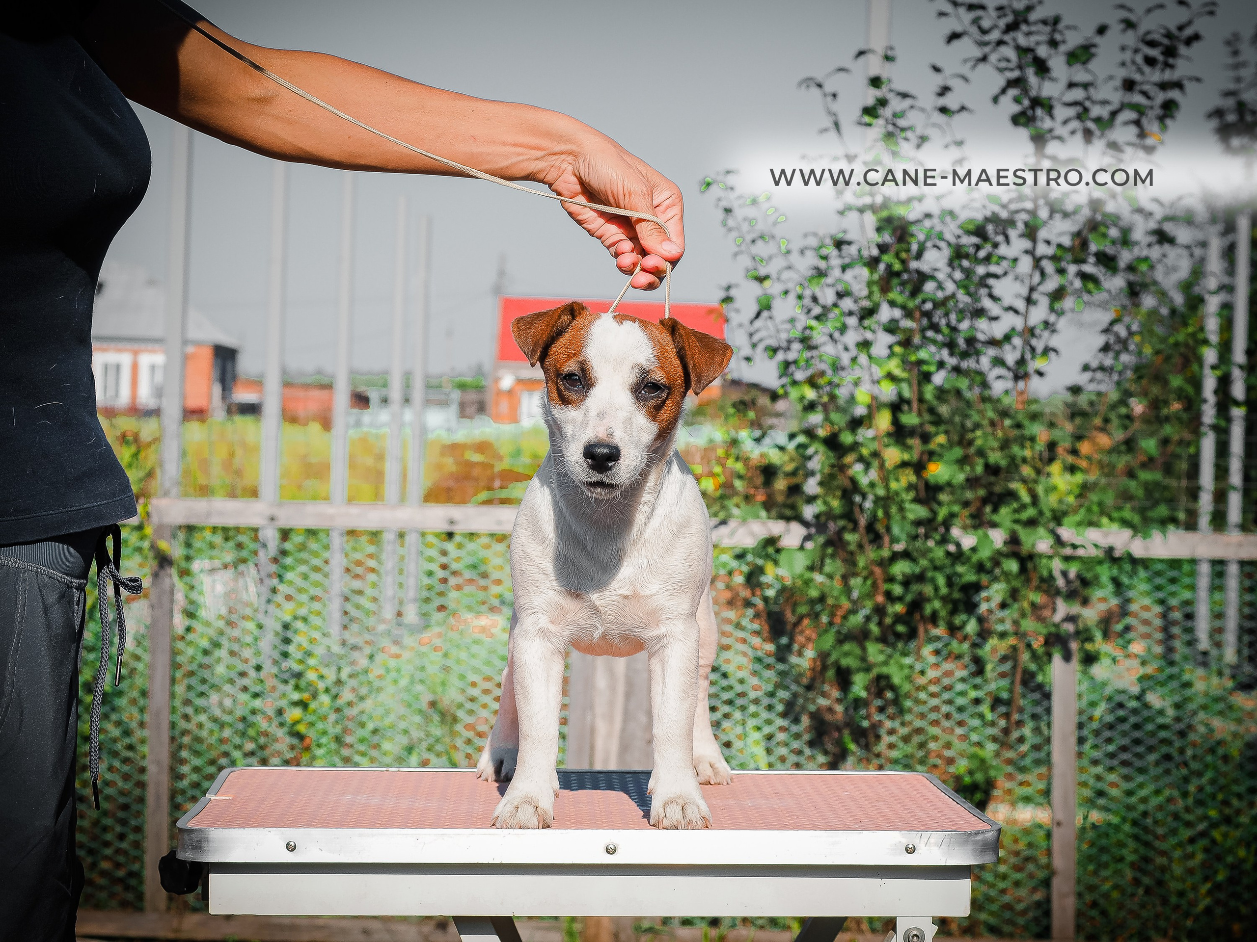 Щенок Джек-рассел-терьер. КМ ФЕРИТЕЙЛ. Гладкий джек рассел. Девочка№1. КАНЕ МАЭСТРО — питомник Джек рассел терьеров