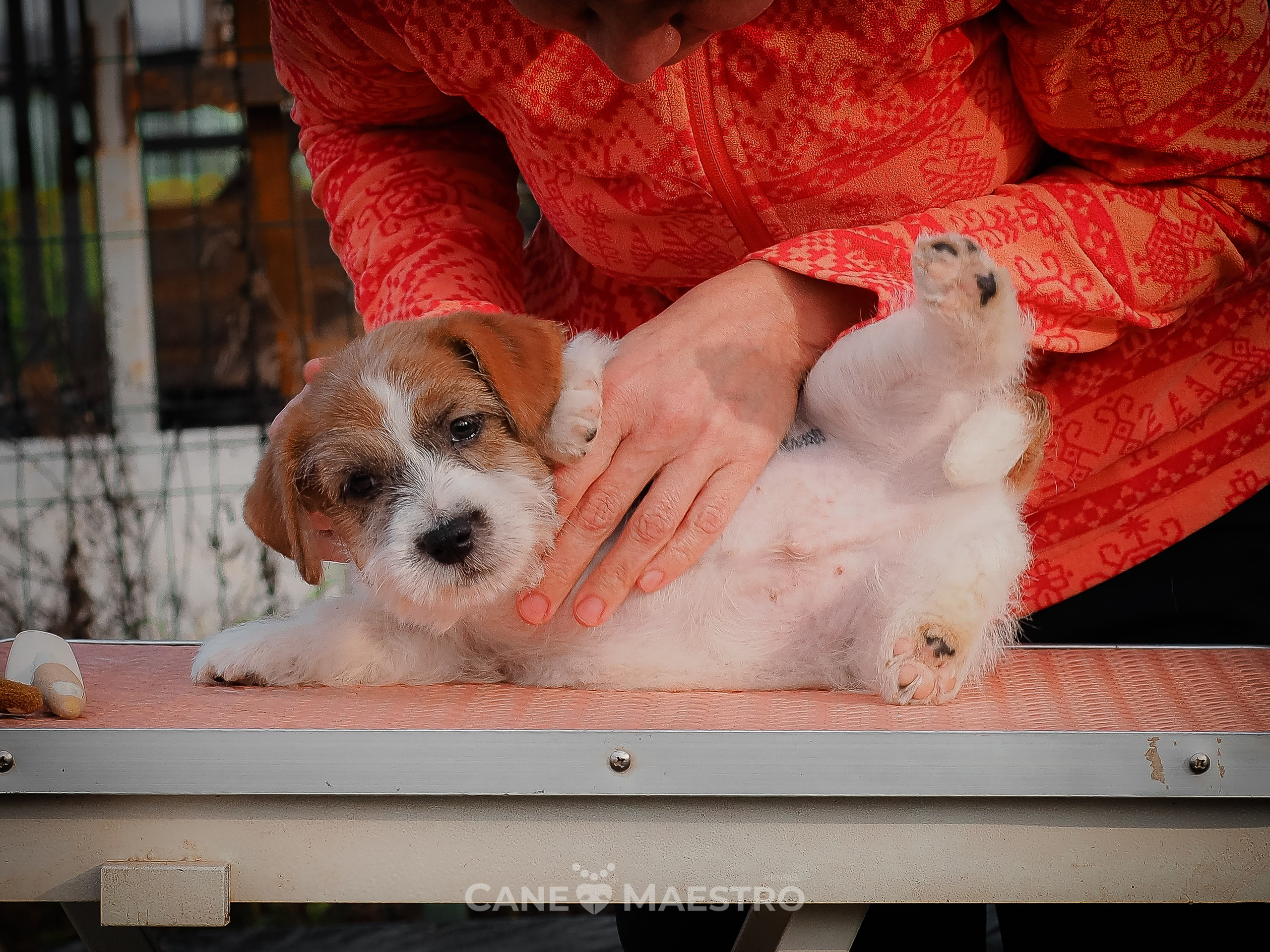 КобельZ1_ДРТ_брыж_27_08_25. КАНЕ МАЭСТРО — питомник Джек рассел терьеров