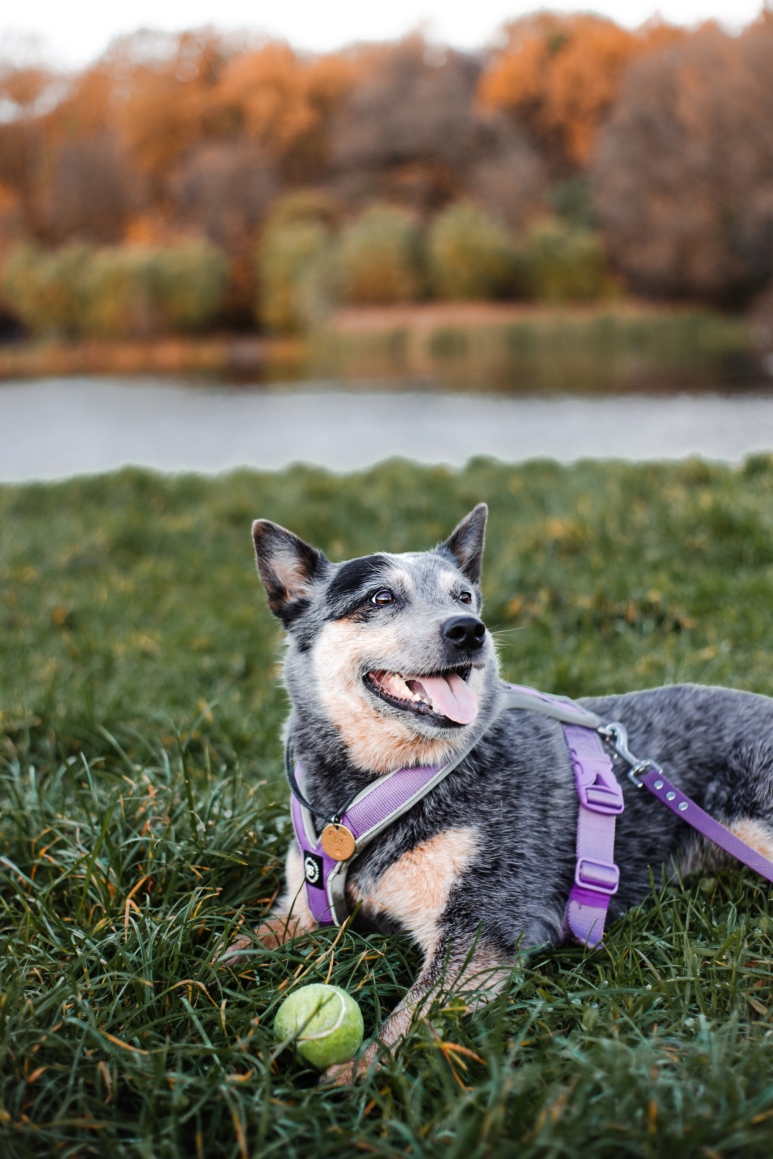 Юля, Антон и Лу. Фотограф-анималист Мария Баркевич | Москва