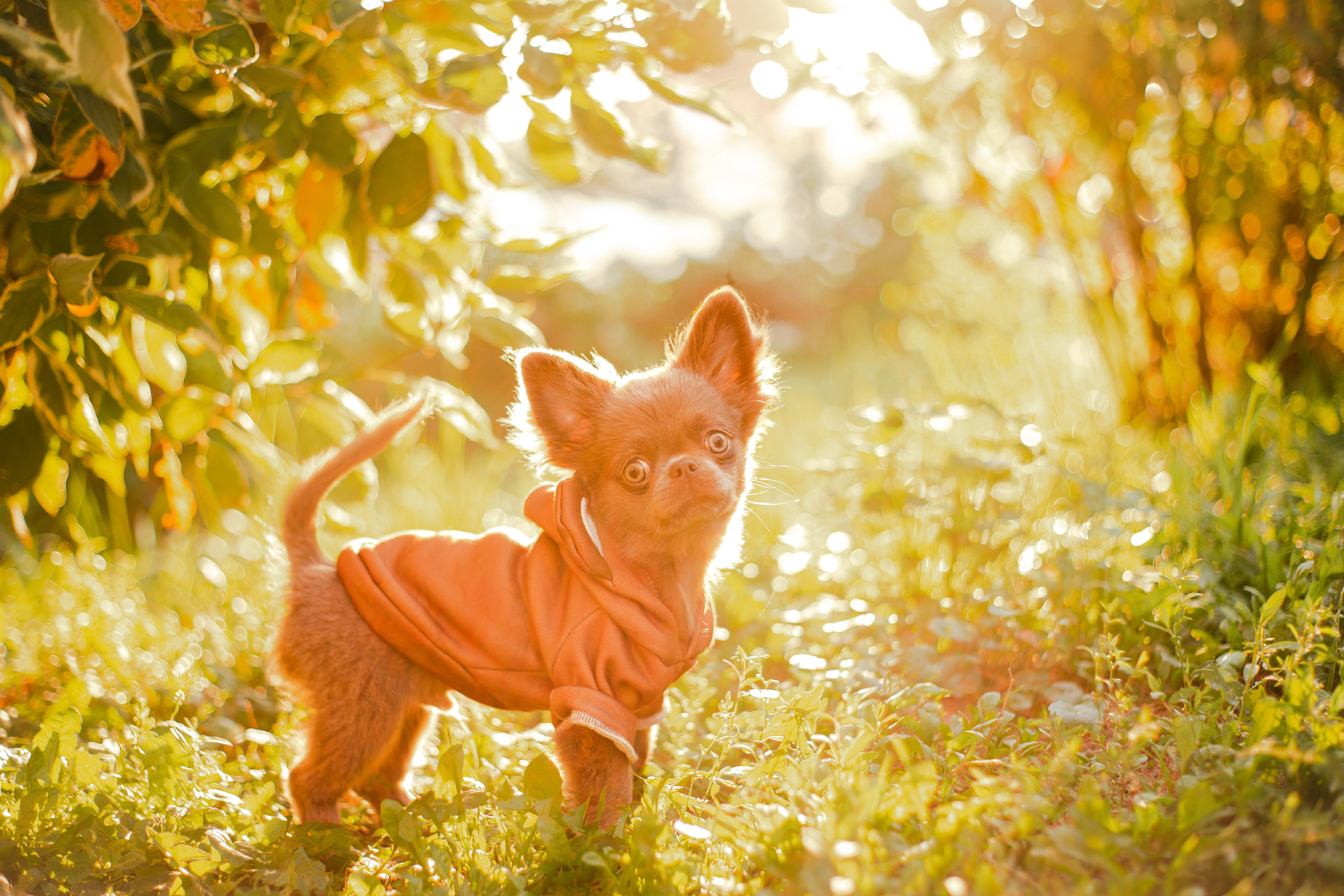 Варя и Фунтик. Фотограф-анималист Мария Баркевич | Москва
