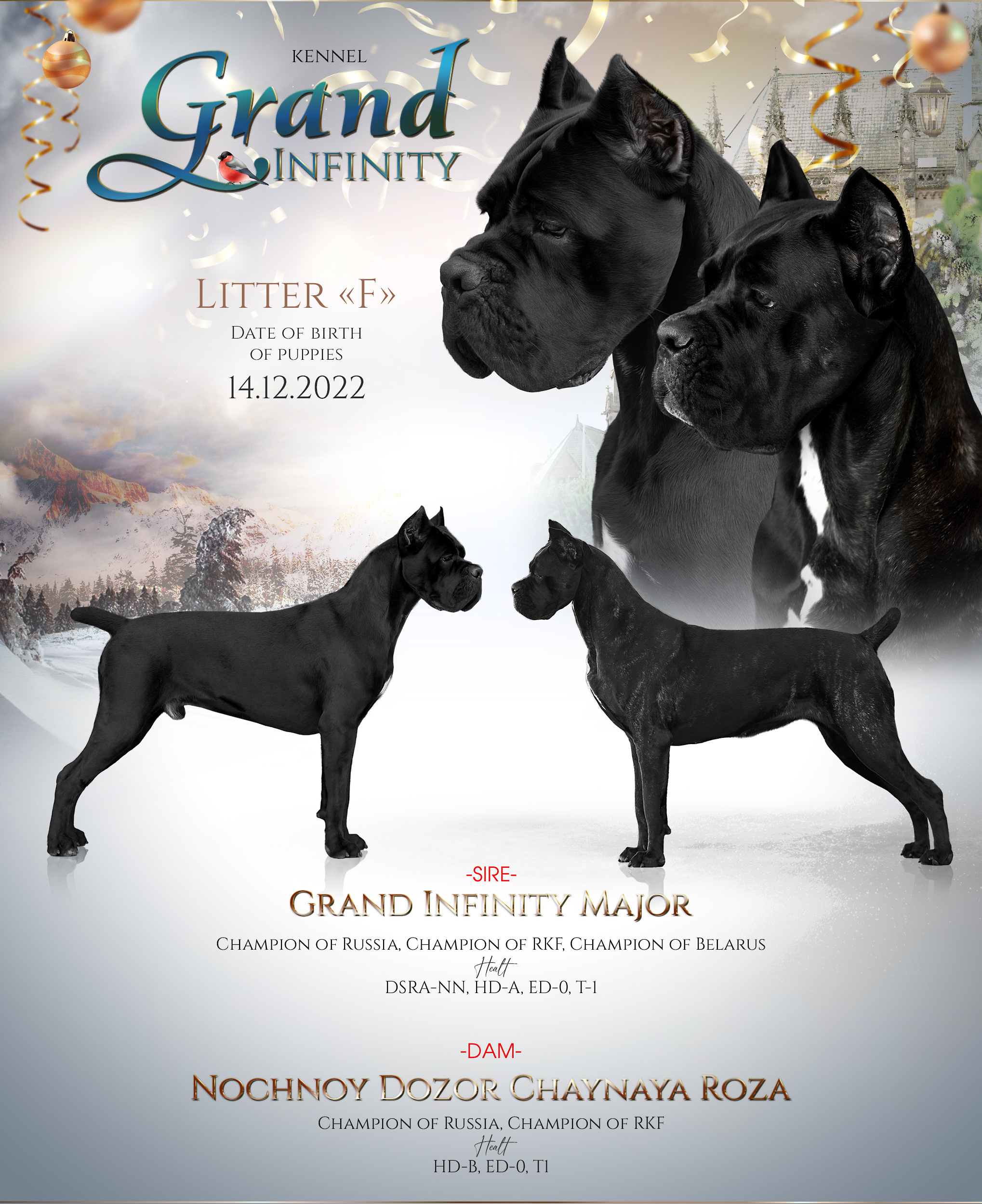 Презентация помета кане корсо