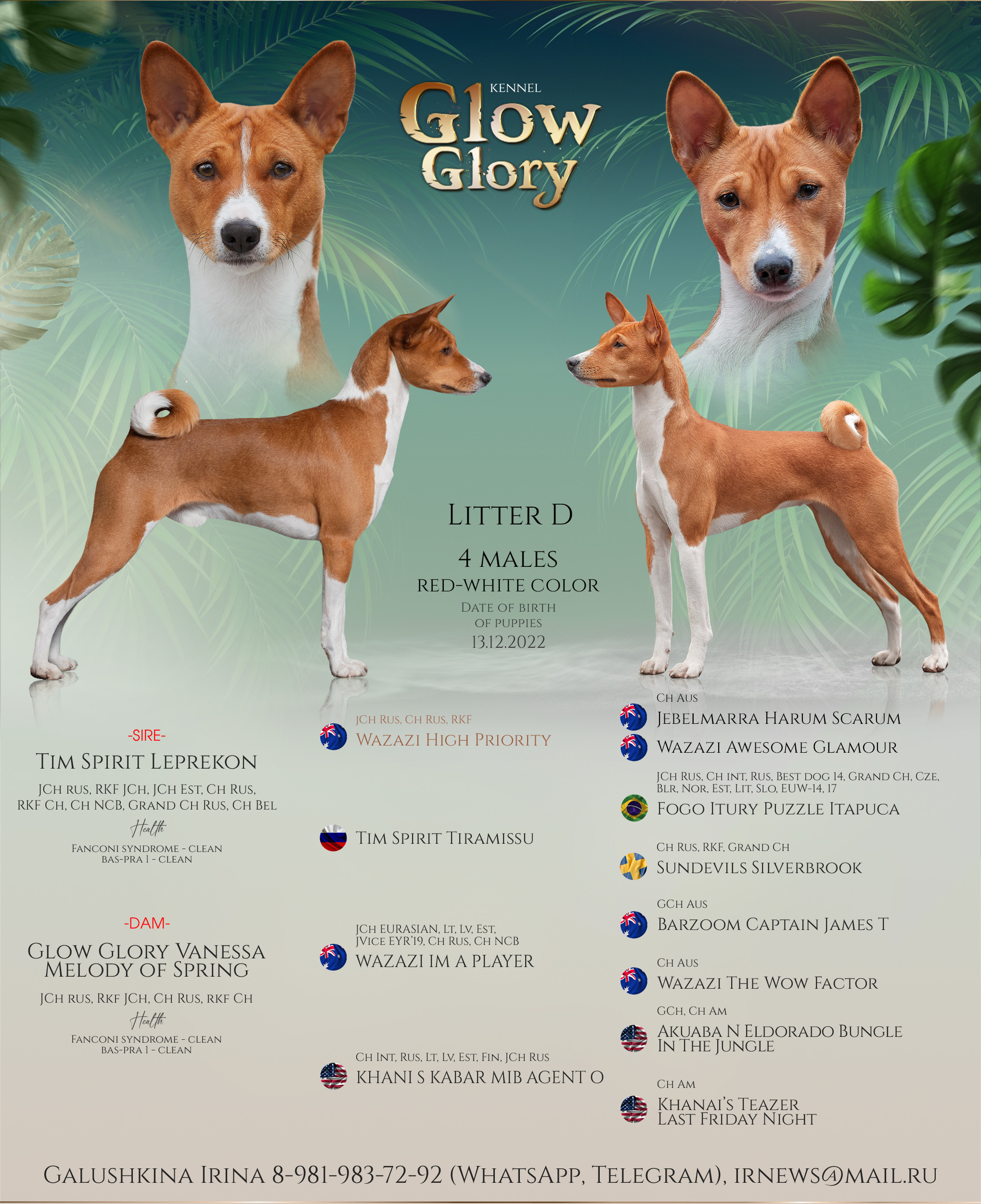 Презентация помета басенджи