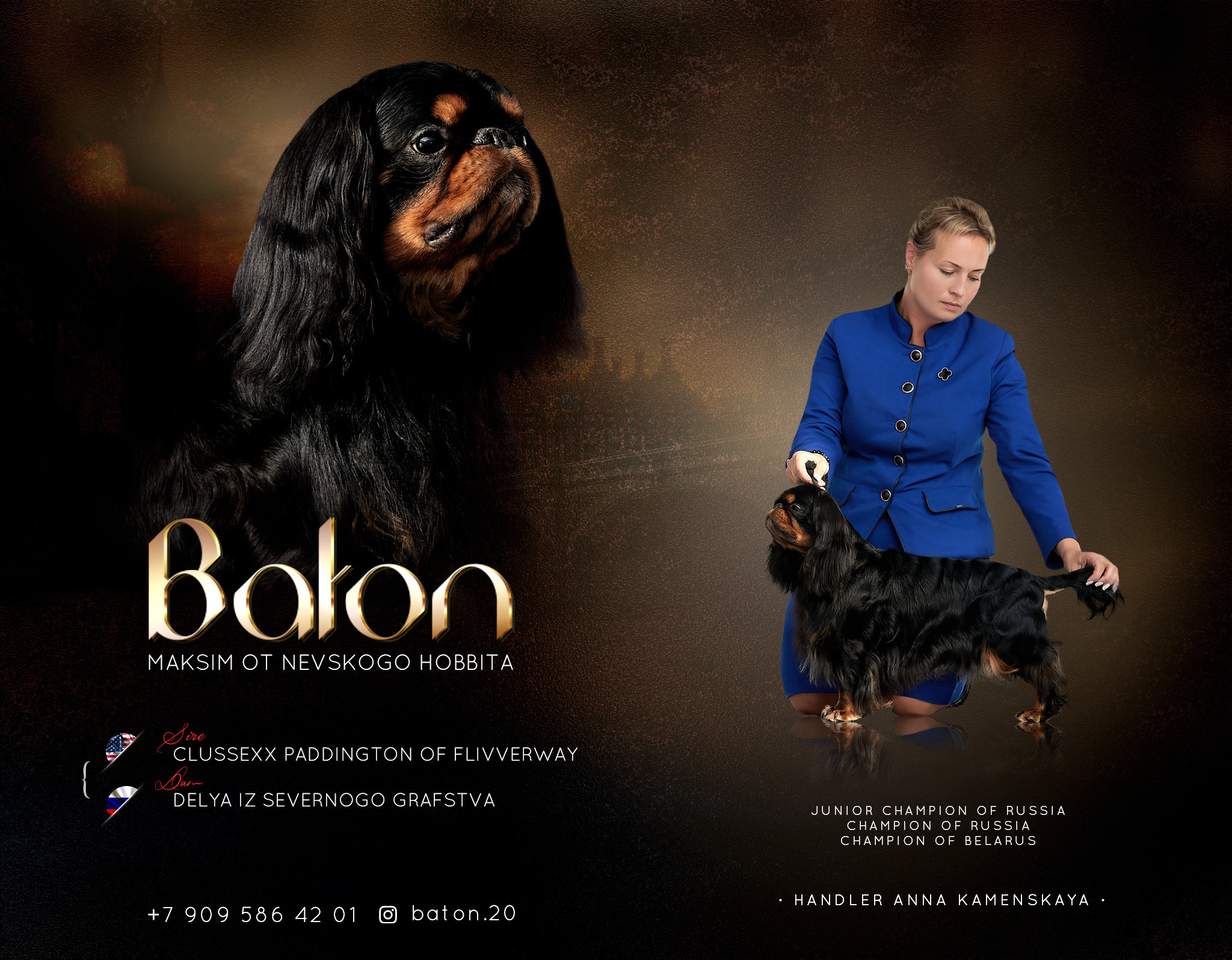 Презентация кобеля кинг-чарльз спаниеля