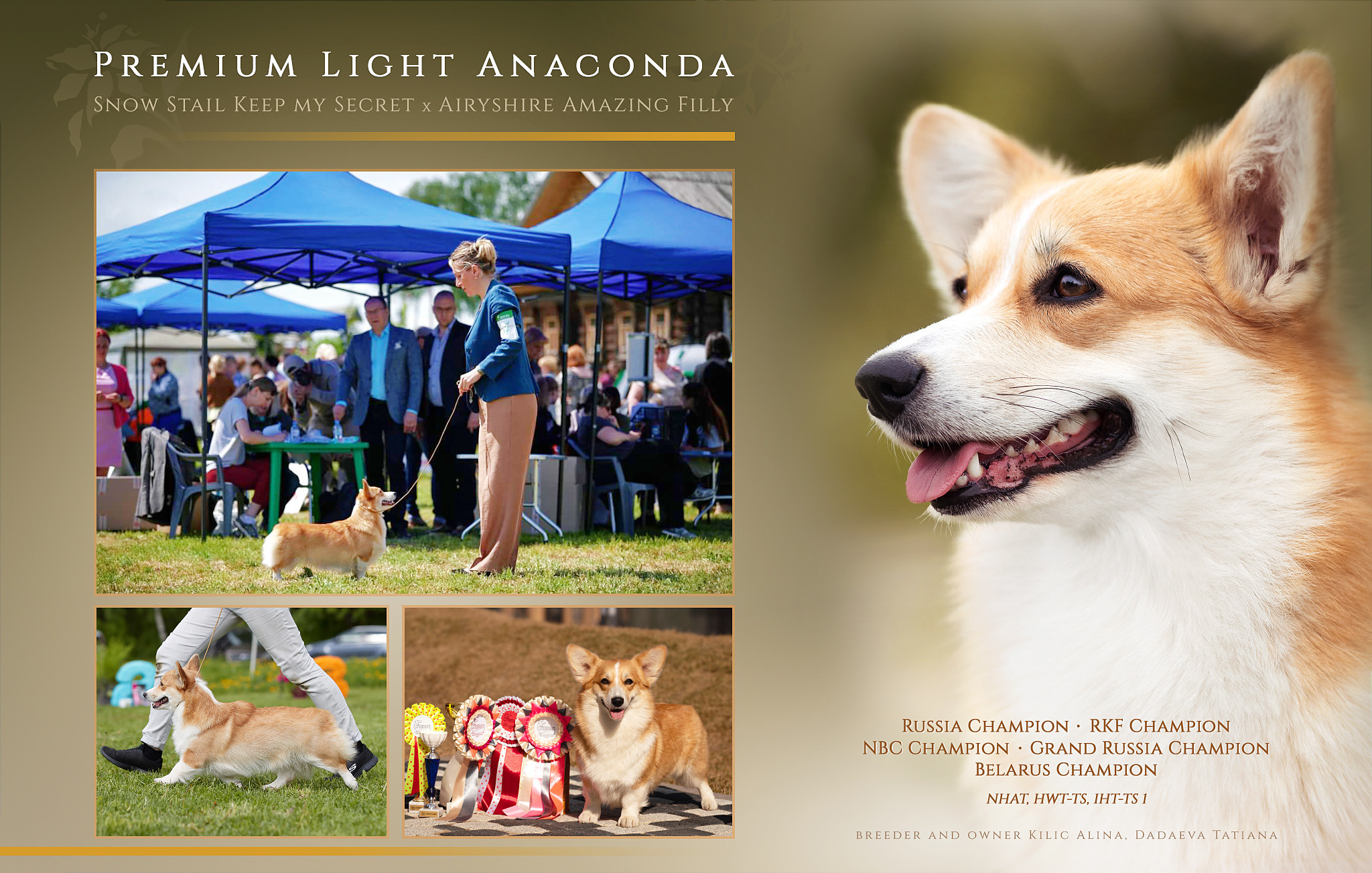 Презентация вельш-корги пемброка