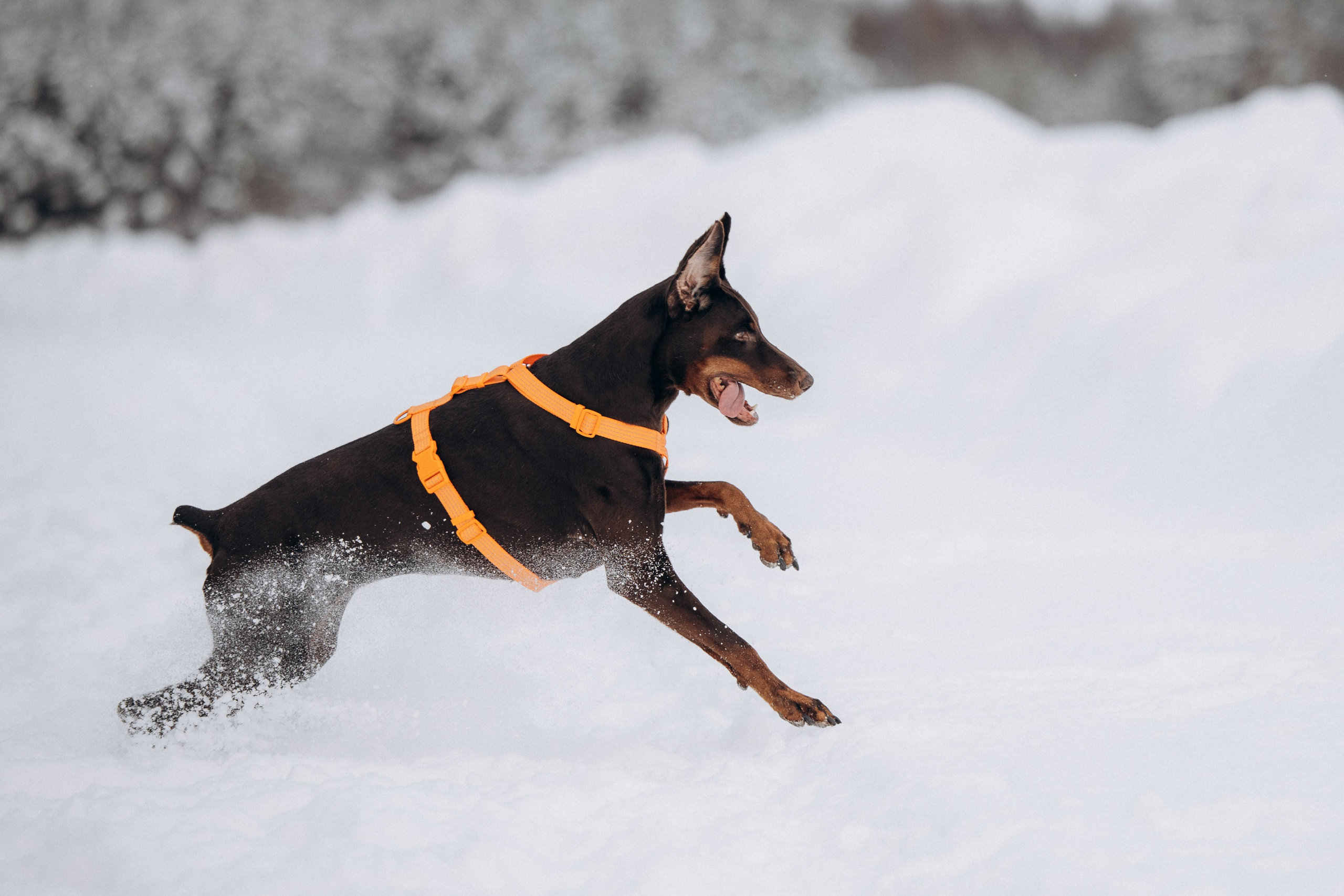 Детта. Зима. Фотограф анималист в Казани Алина Сулейманова. Фотограф животных