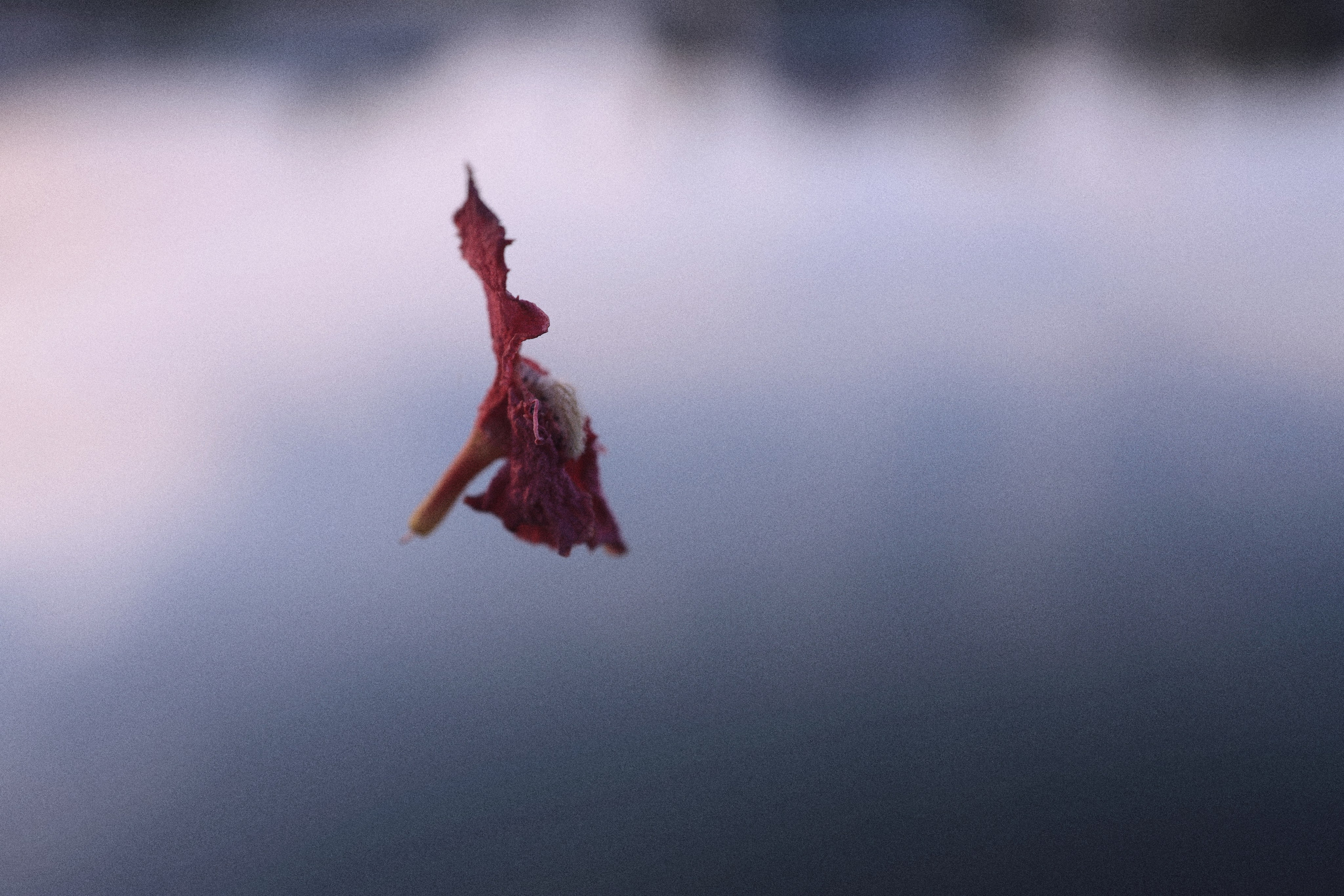 Where my favorite writer lived / Samui 2024. POLINA MÔMOT