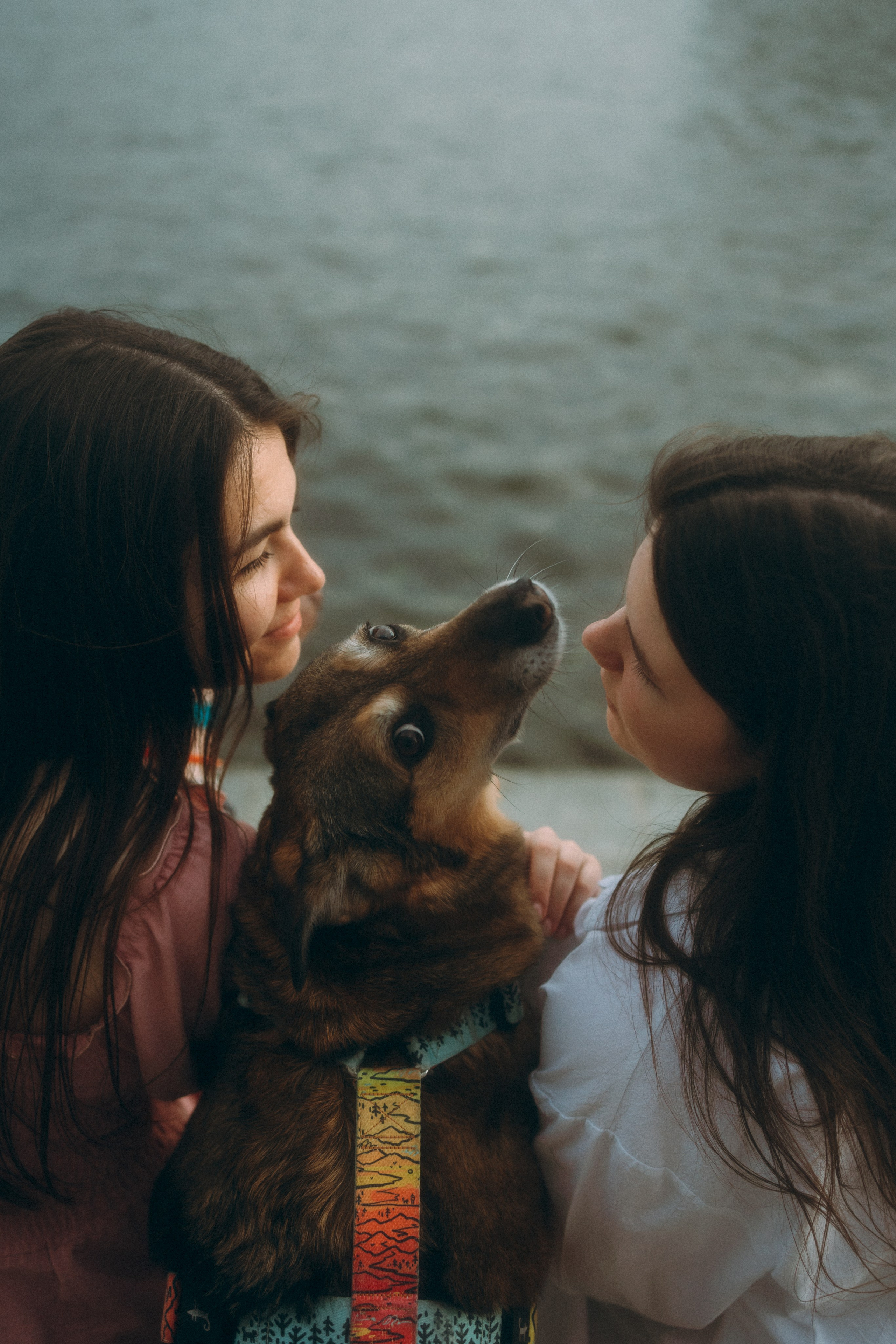 Глаша, Айрон, Ксюша и Оля. Фотограф анималист Анастасия Пикей