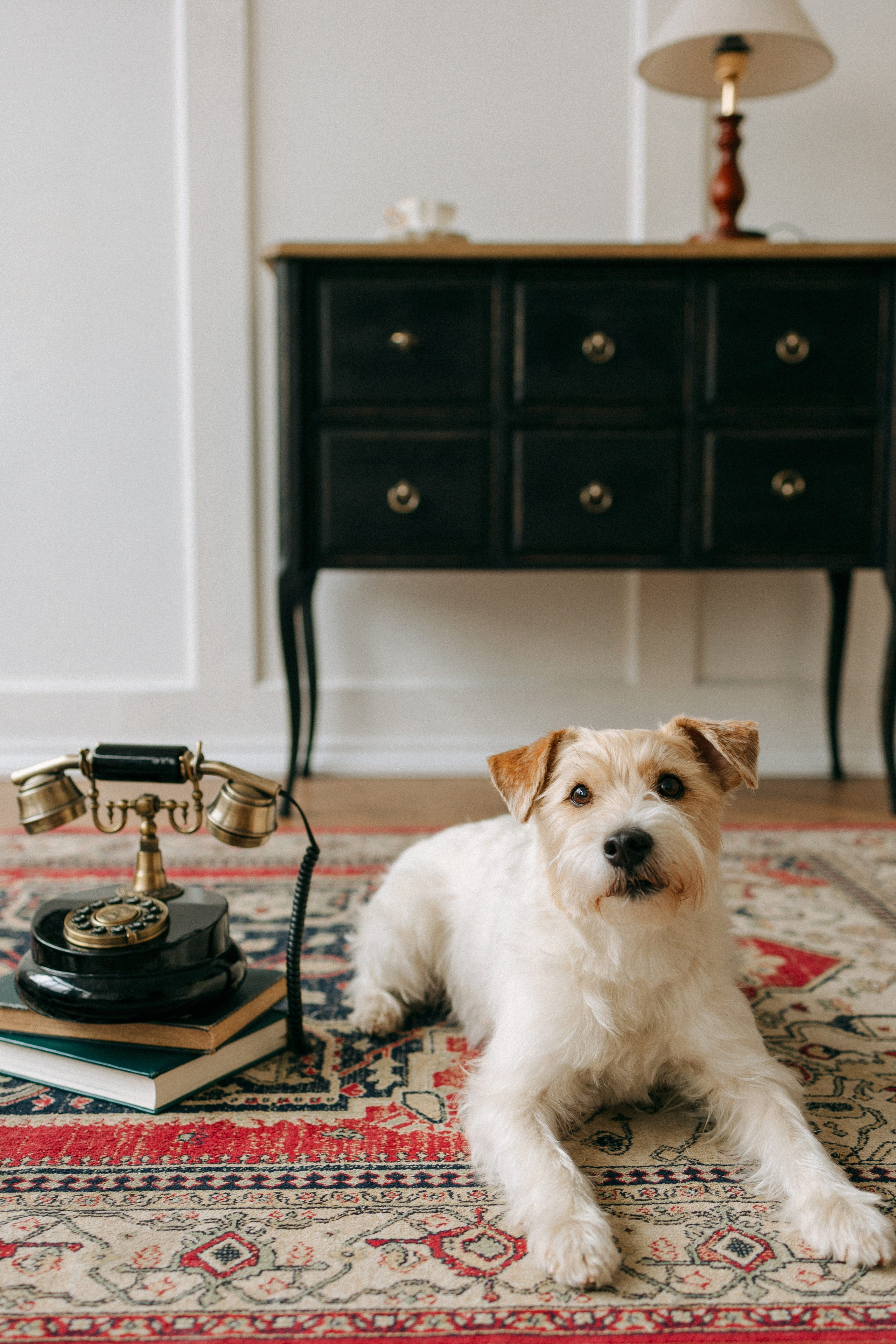 Цунами, Теон и Женя. Фотограф анималист Анастасия Пикей