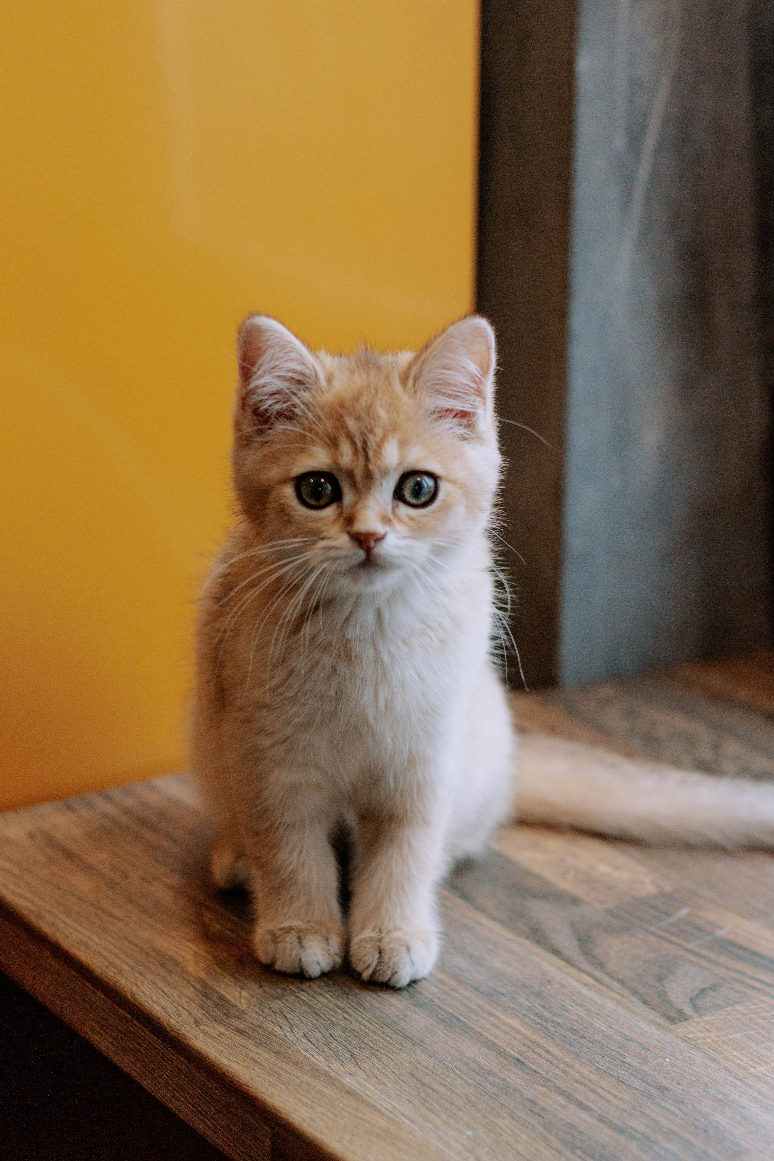 MILANA & RUFUS. Бережно сохраняю ваши чувства и истории на своих фотографиях