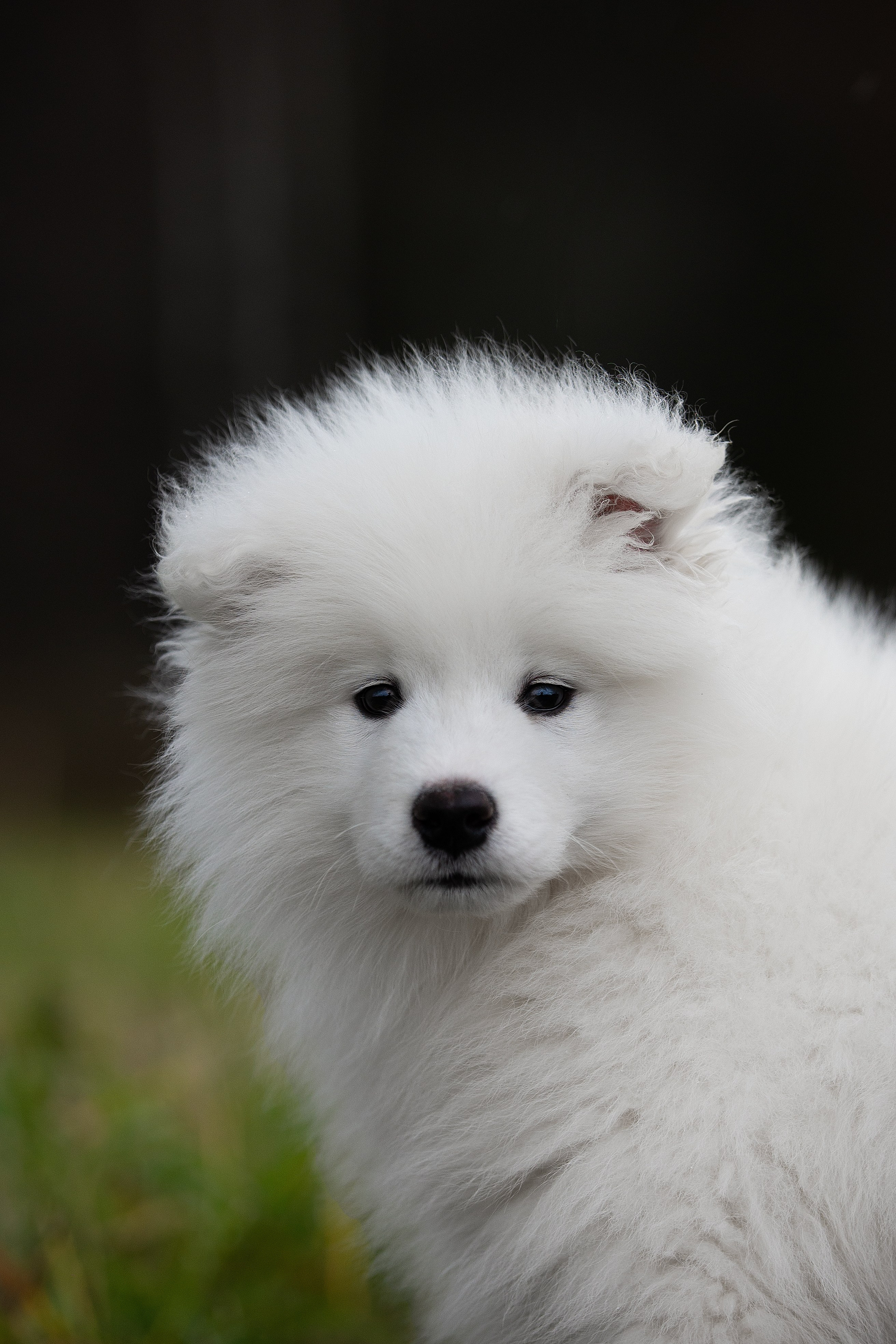 Собаки питомника Версаль. Творческий фотограф Вологда