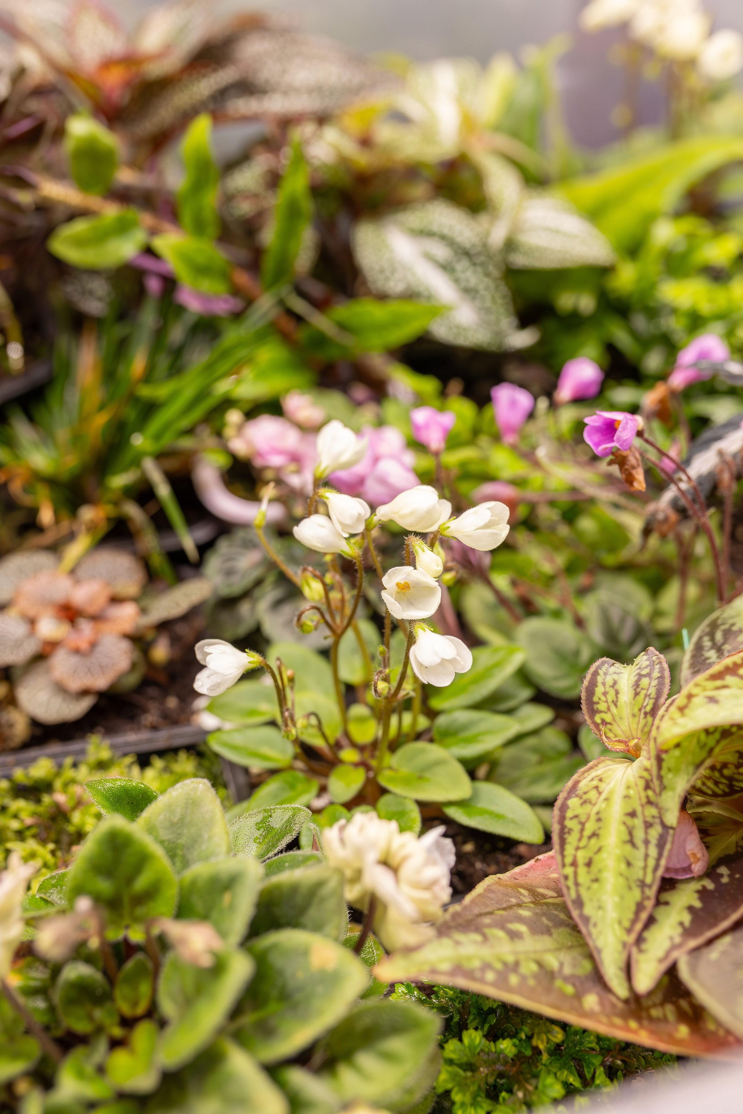 Монстериум апрель 2026. Александра Куликова фотограф, Москва