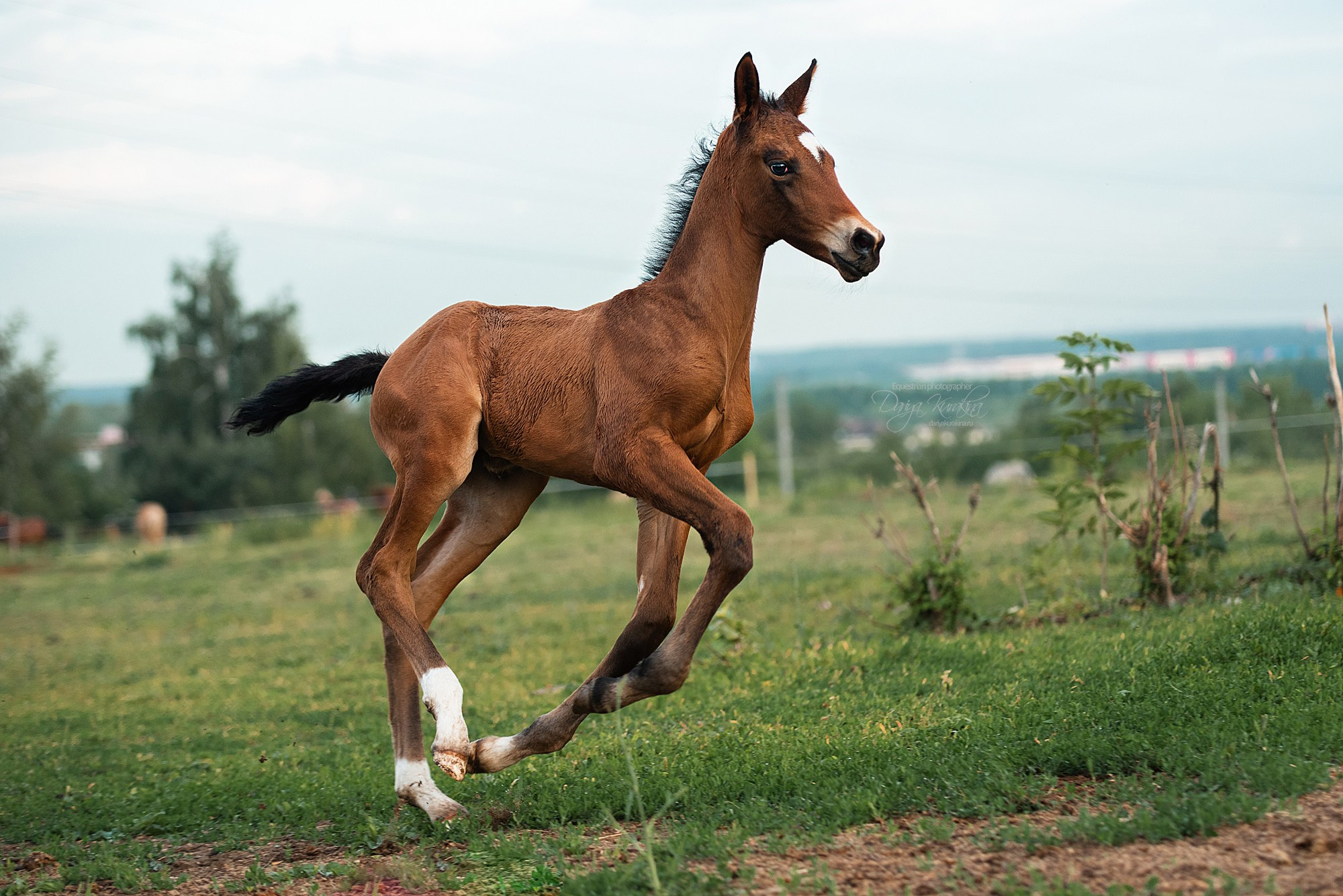 Малышка Кэндис. Конный фотограф Куракина Дарья • Фотосессии с лошадьми