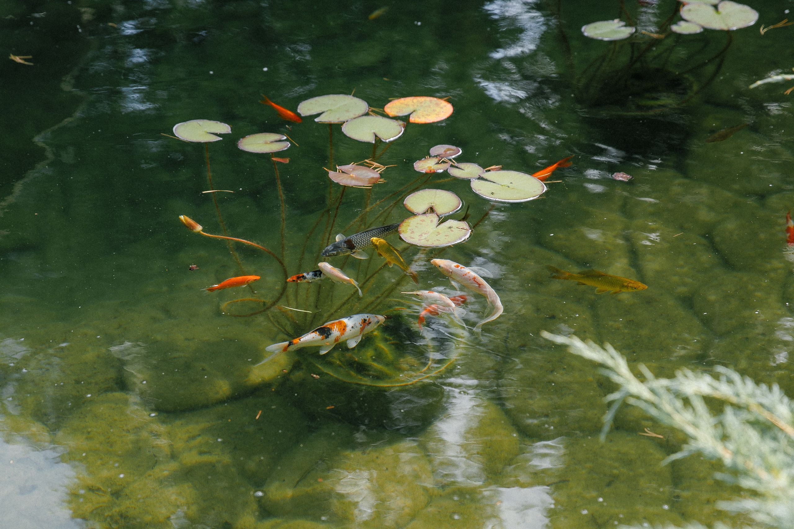 Свадьба Екатерины и Игоря. Фотограф Петр Капралов