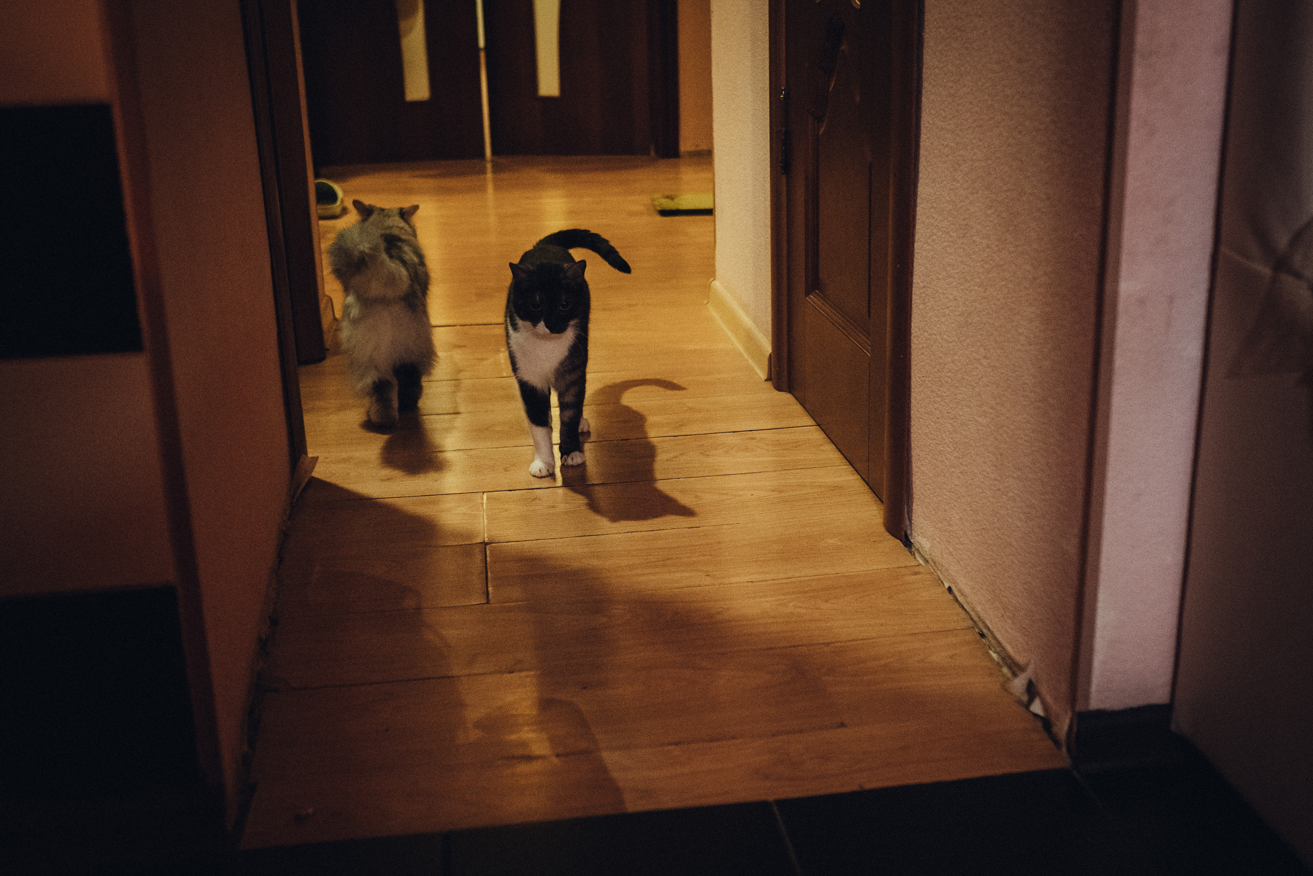 коты - домашние питомцы