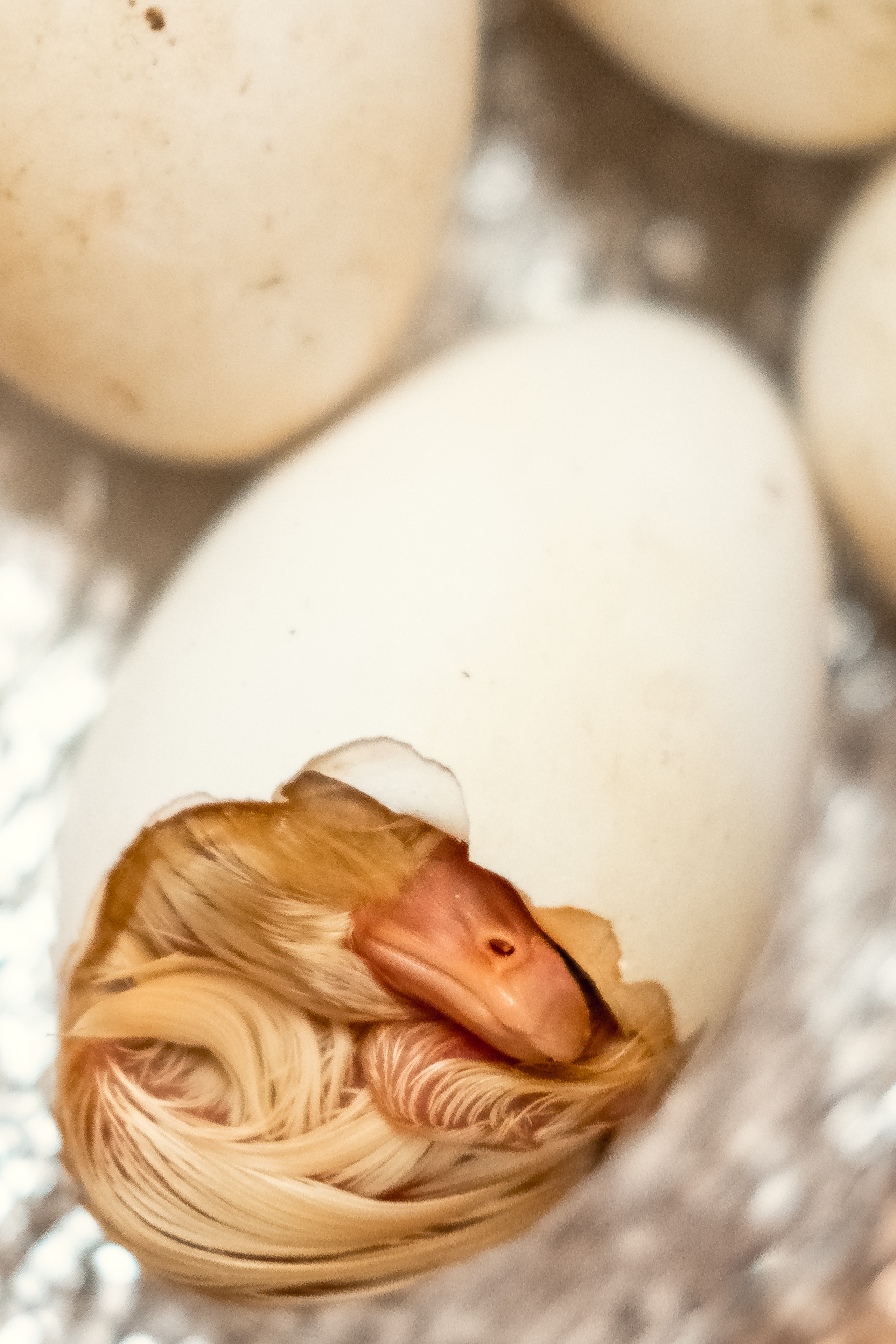 Событийный фоторепортаж с мероприятий в городе. Фотограф в городе Астрахань Ольга Лазиева