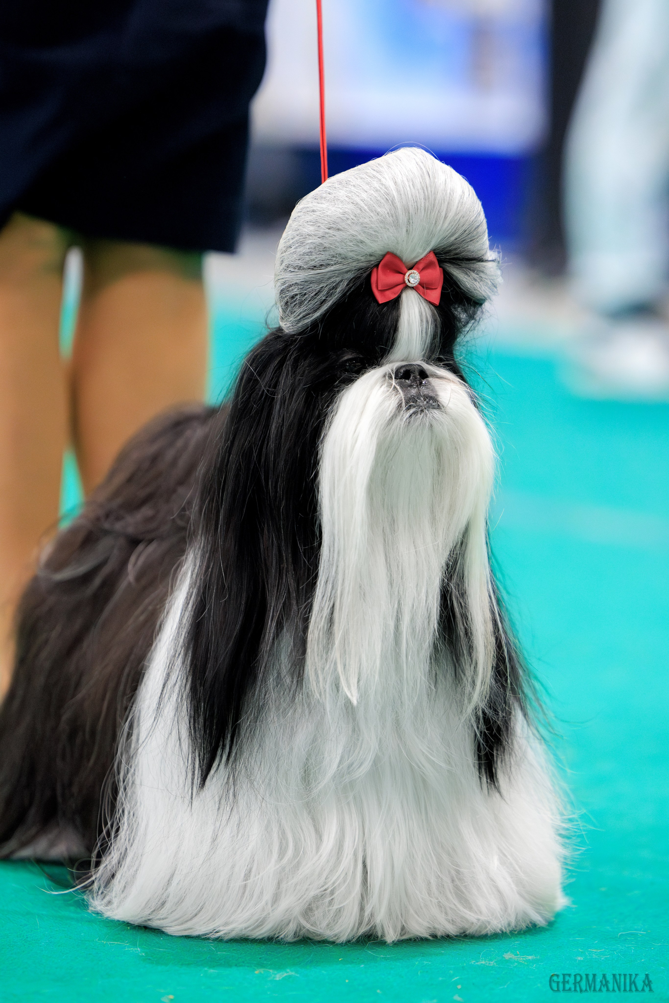 Минск 24-25.02.2024. Фотограф-анималист Юлия Германика