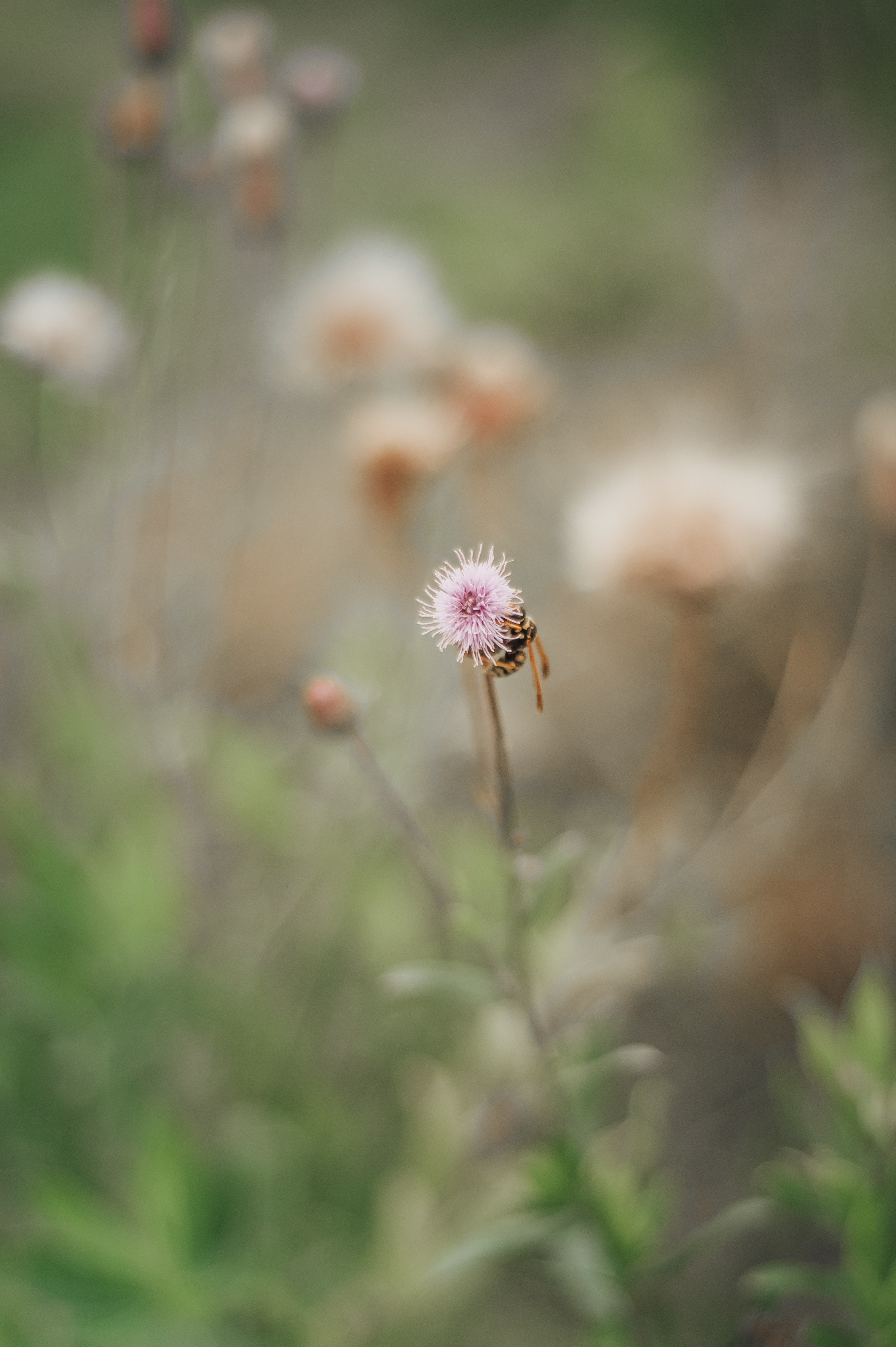 Мария и Иван — Константиново