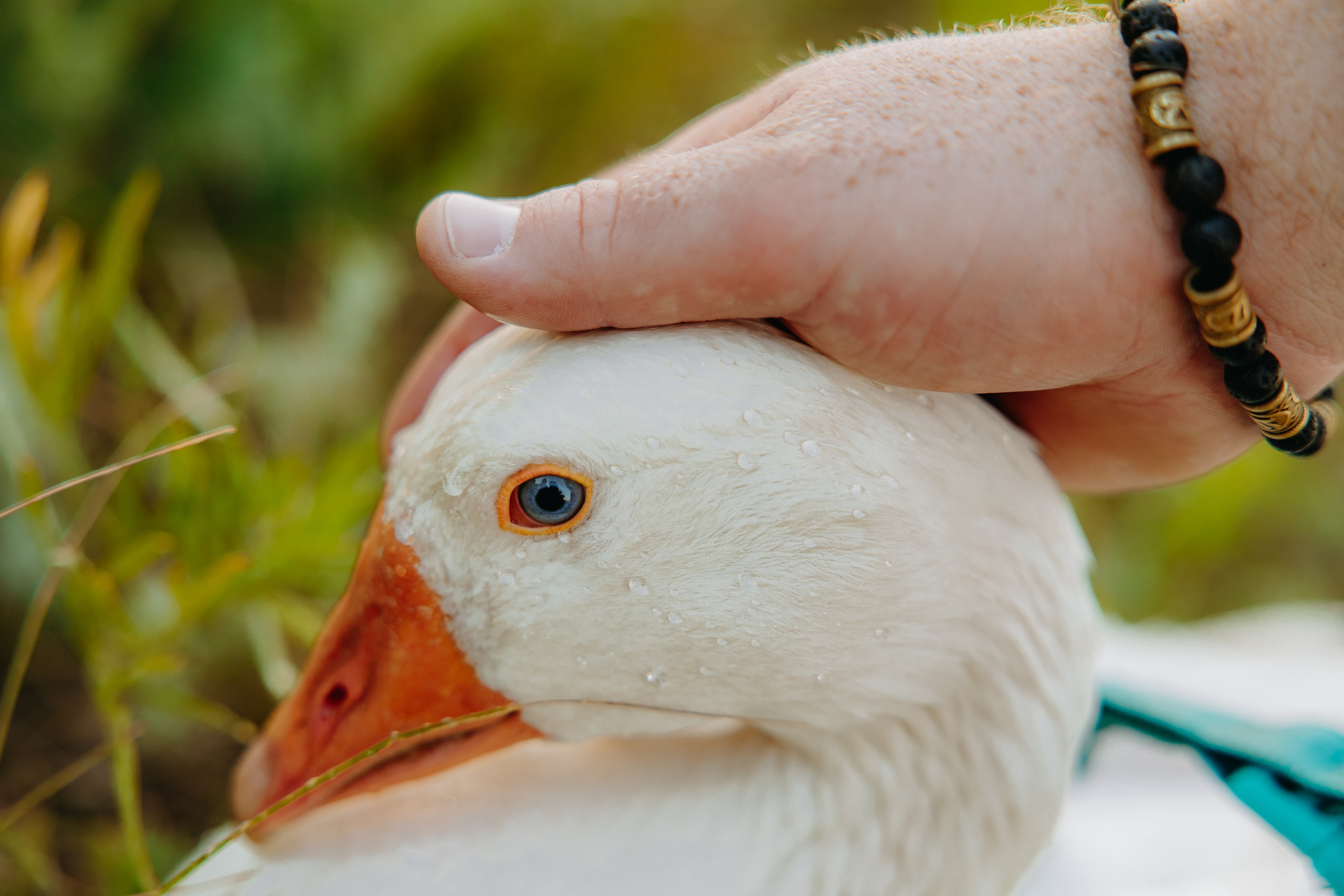 Глеб и Нильс. Фотограф в Саратове Александр Кухаренко. И не только в Саратове :)