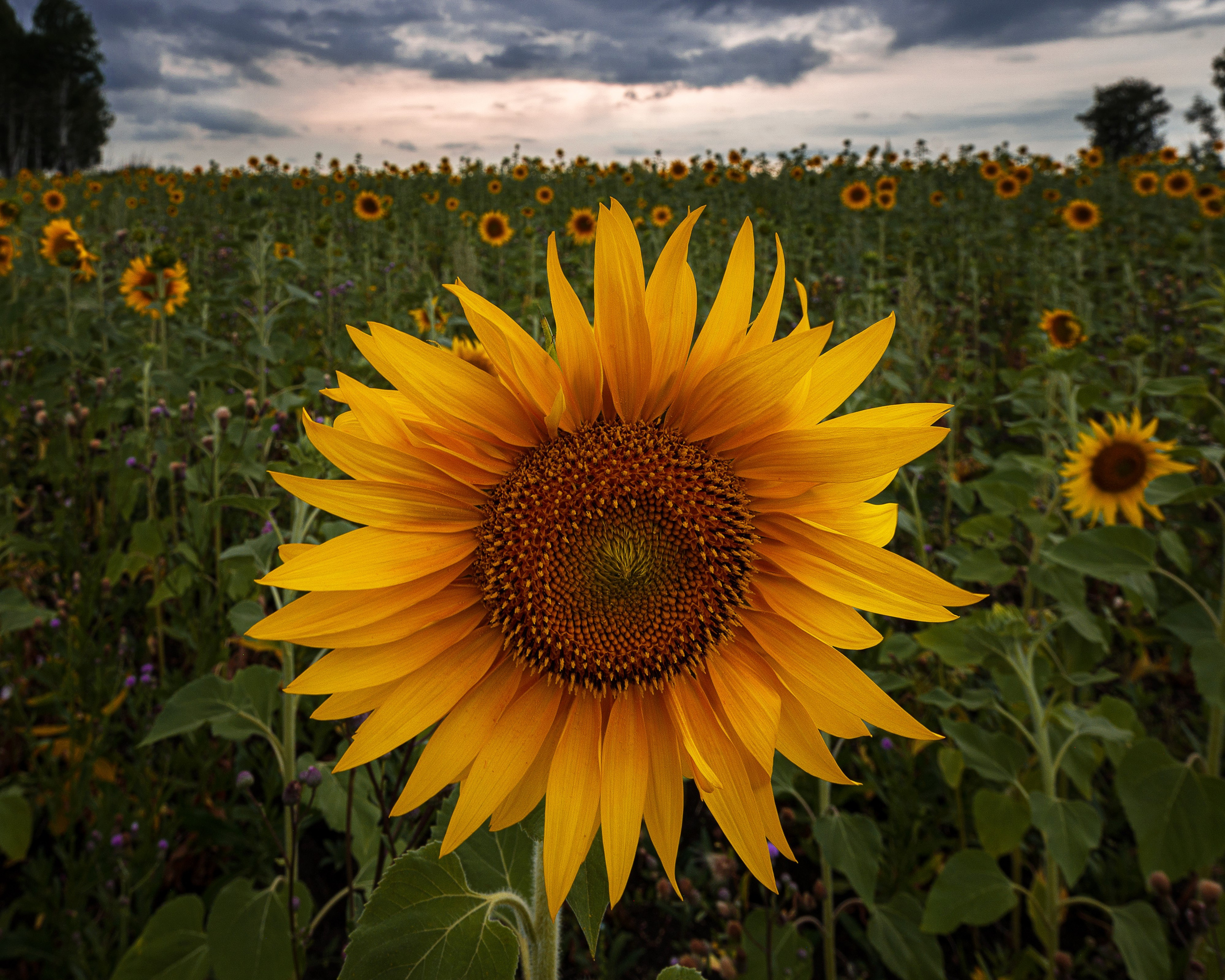 Поэзия цветов. Портретный фотограф в Челябинске Катерина Руди
