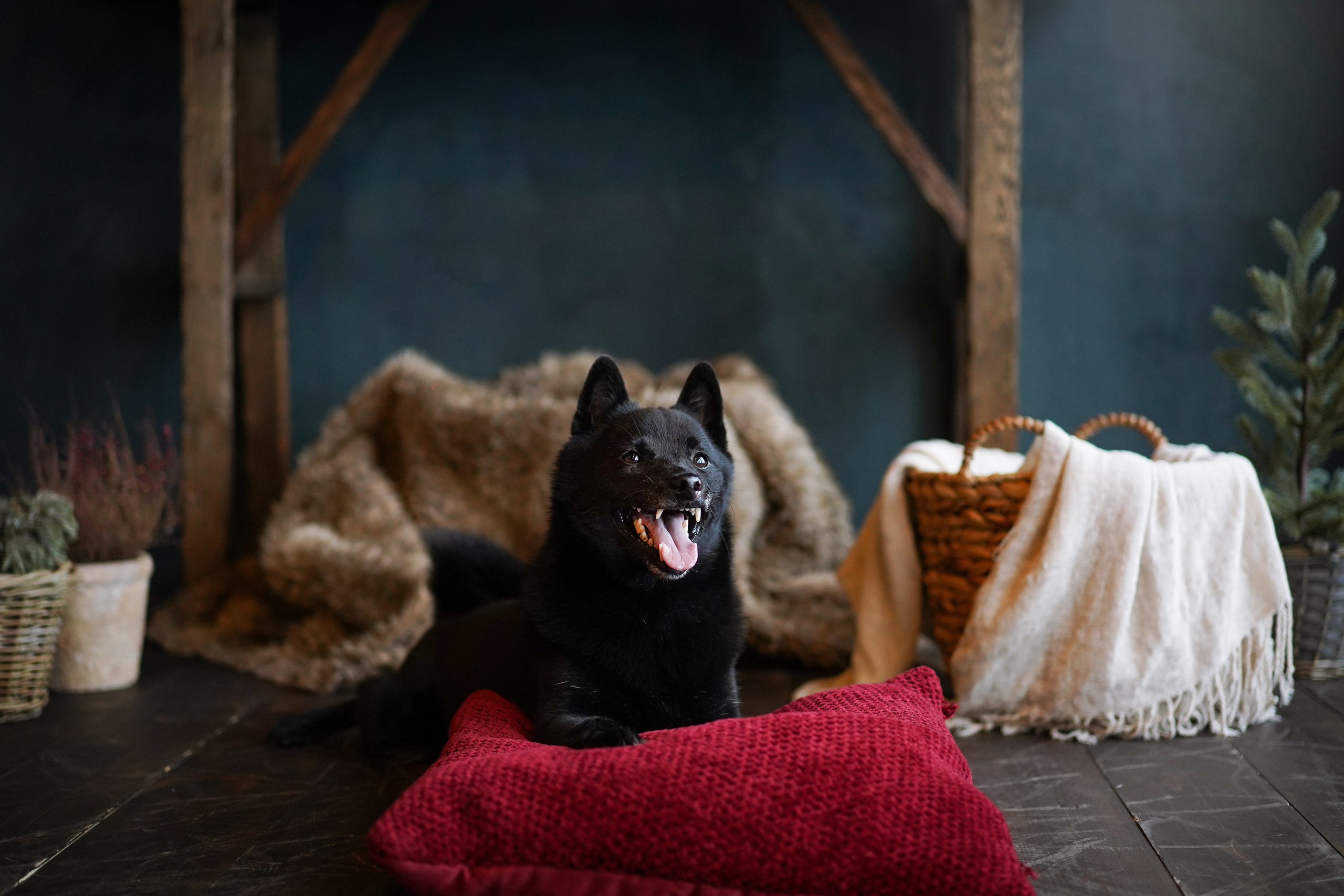 Аня и Арчи. Фотограф-анималист в Санкт-Петербурге Яна Мартынова