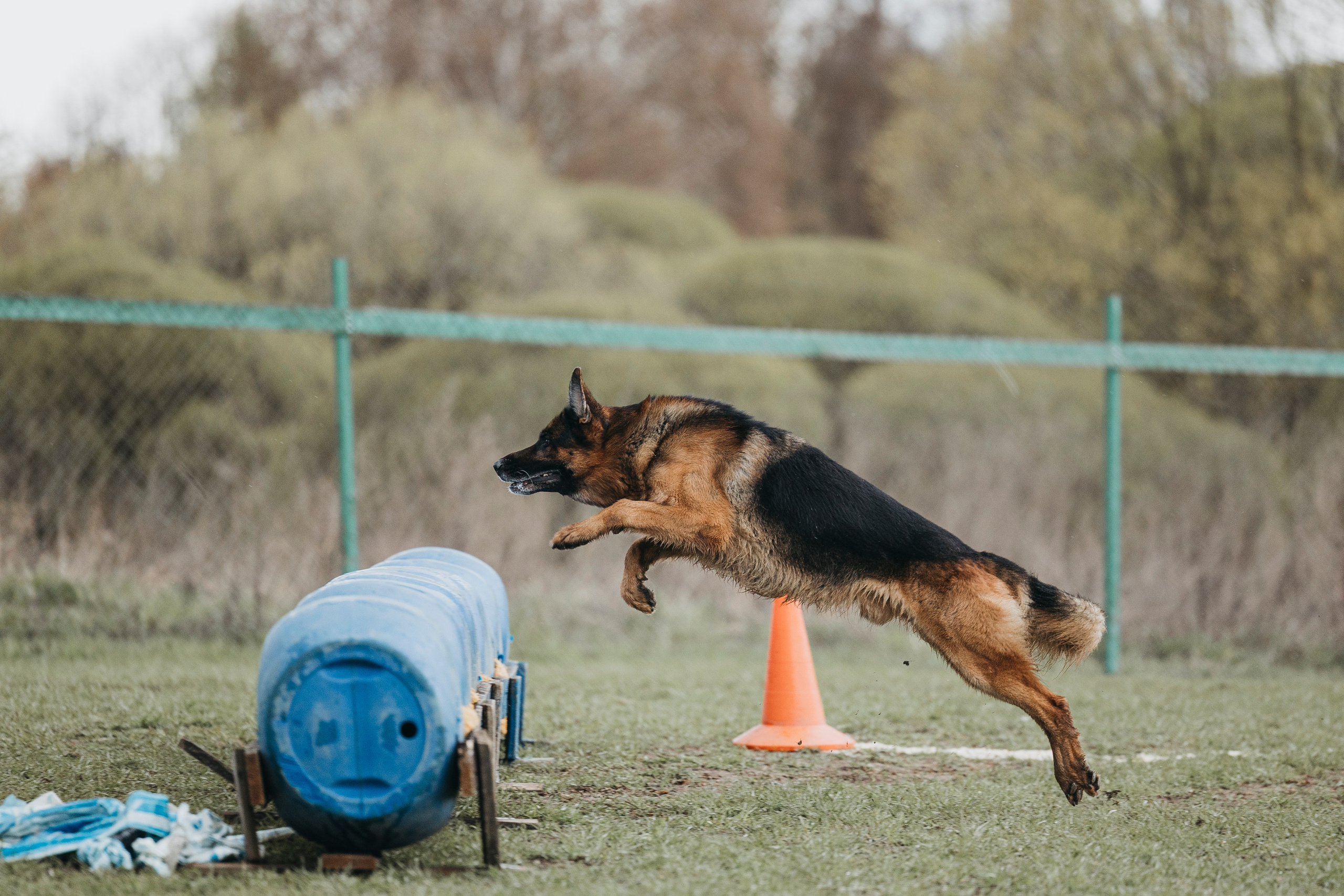 09.05.25 Вологда соревнования. Фотограф-анималист Анна Маринич